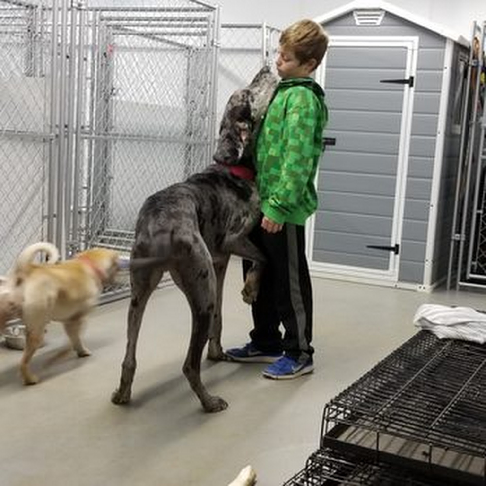 Unleashed Pet Resort Indian Trail