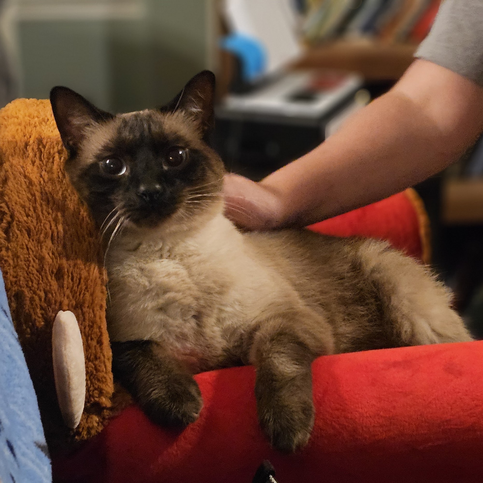 Bayshore Animal Hospital, PLLC Jacksonville