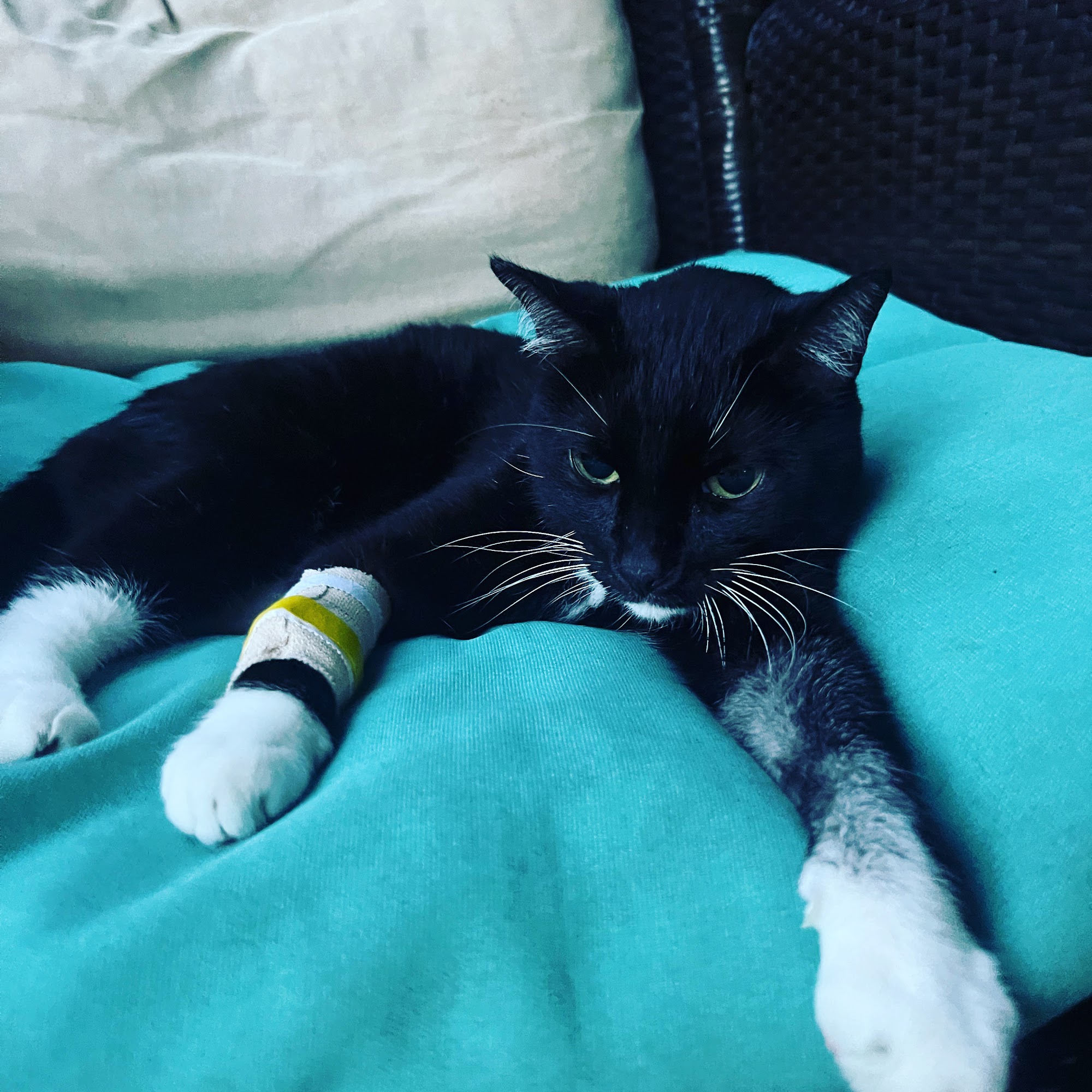 Onslow Animal Hospital Jacksonville