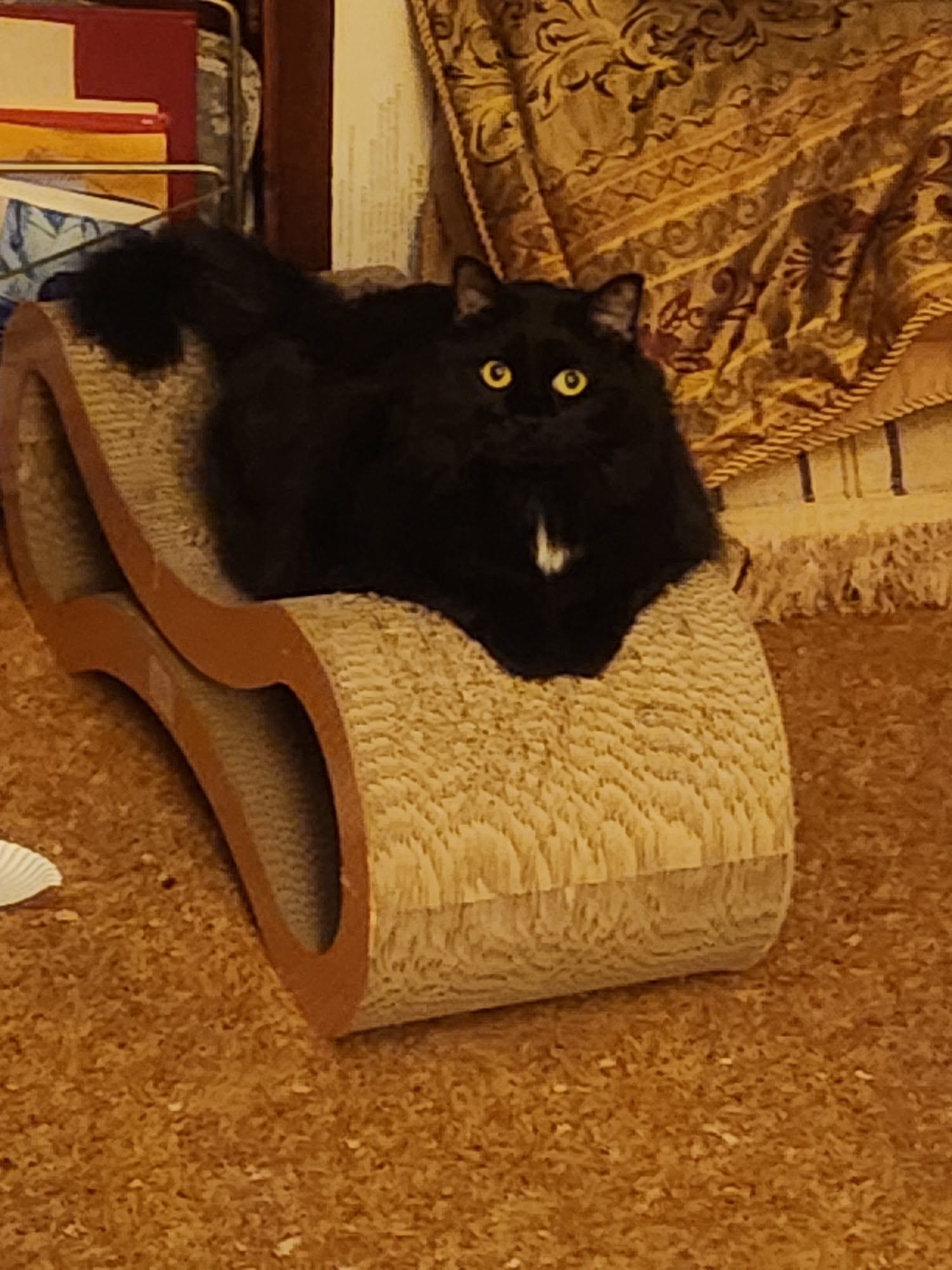 Onslow Animal Hospital Jacksonville