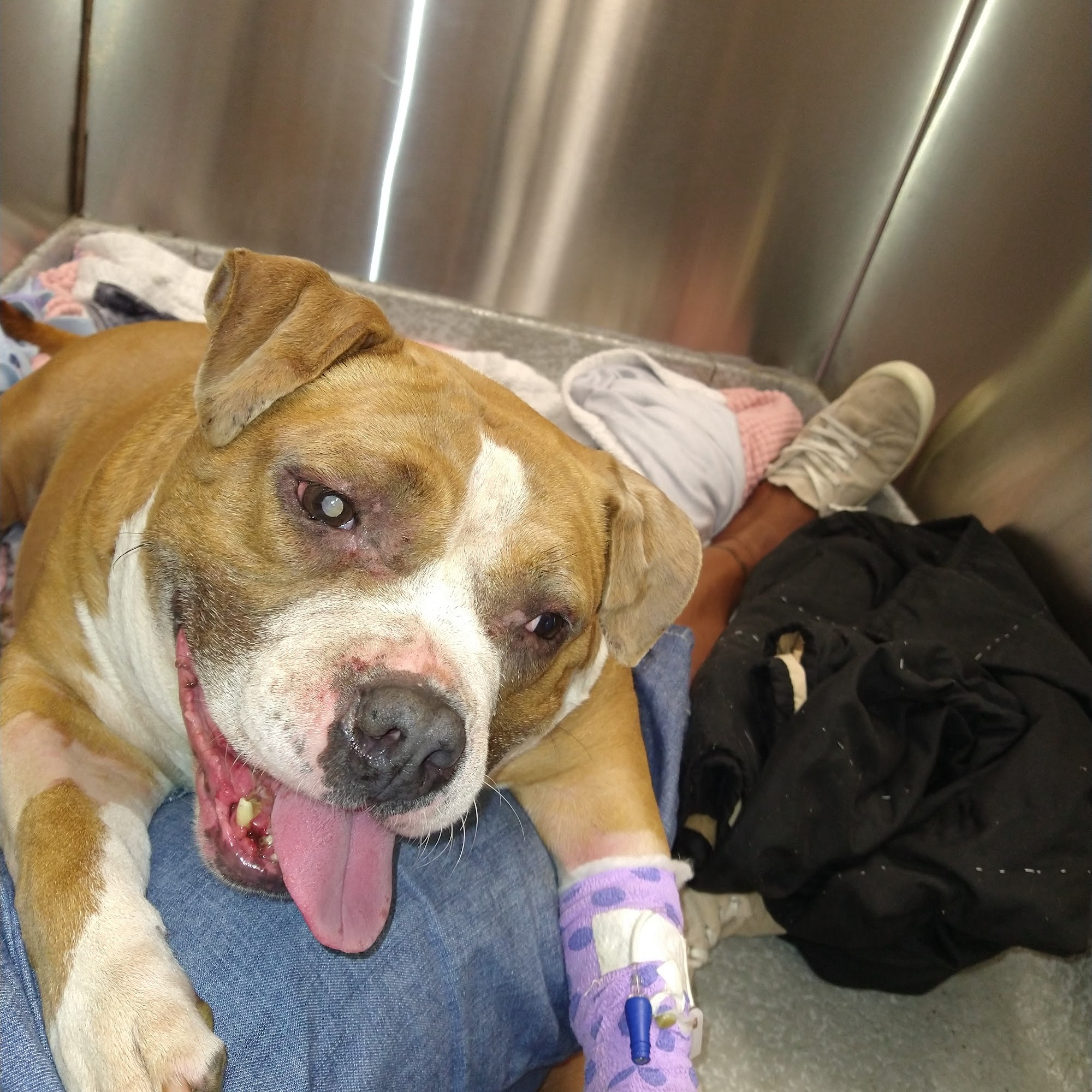 Coastal Veterinary Emergency clinic Jacksonville