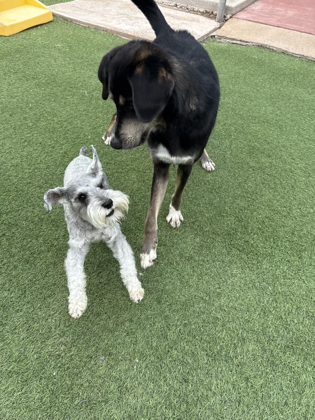 Buddies! Jacksonville