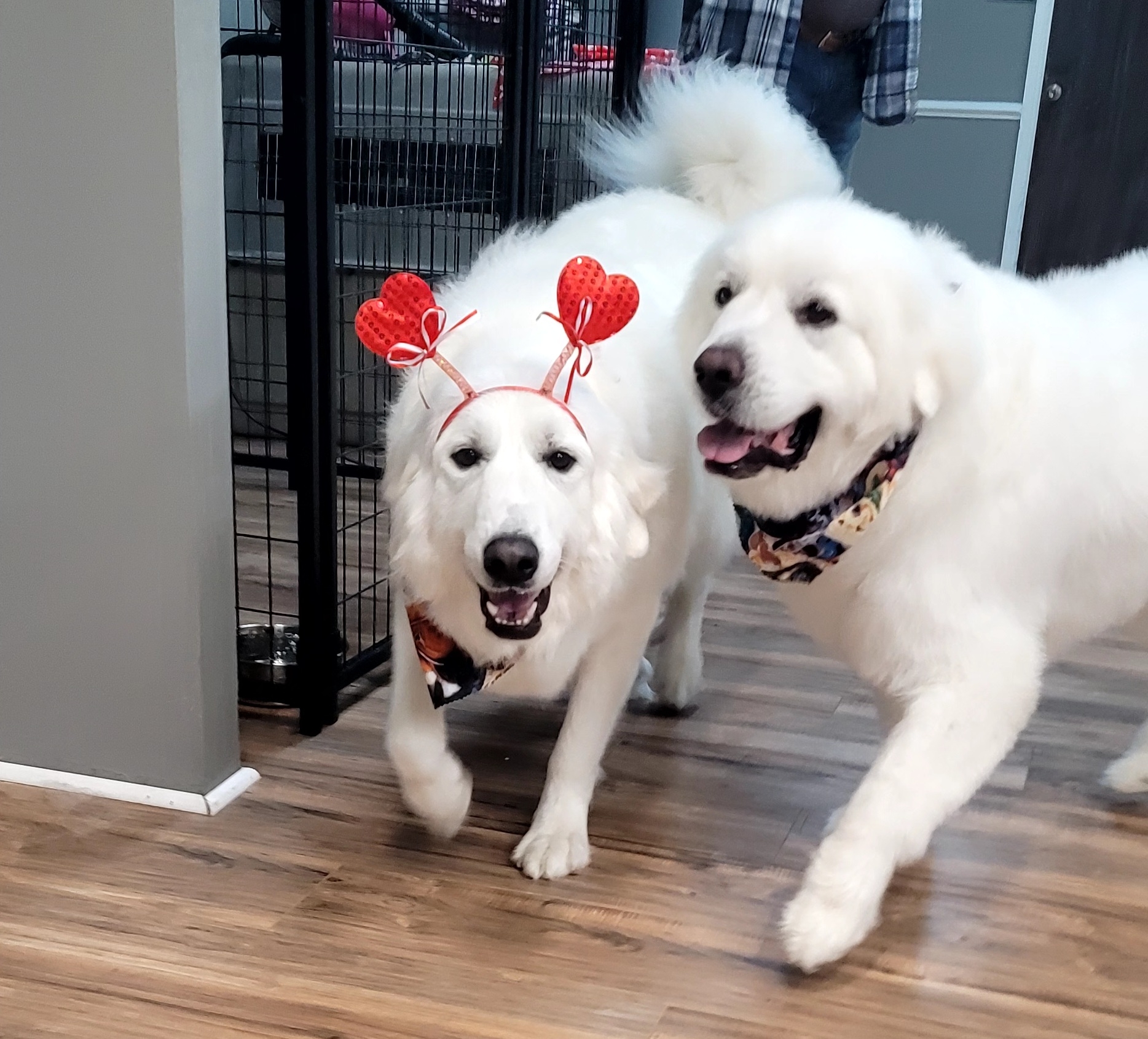 The Dog Room, LLC Jacksonville