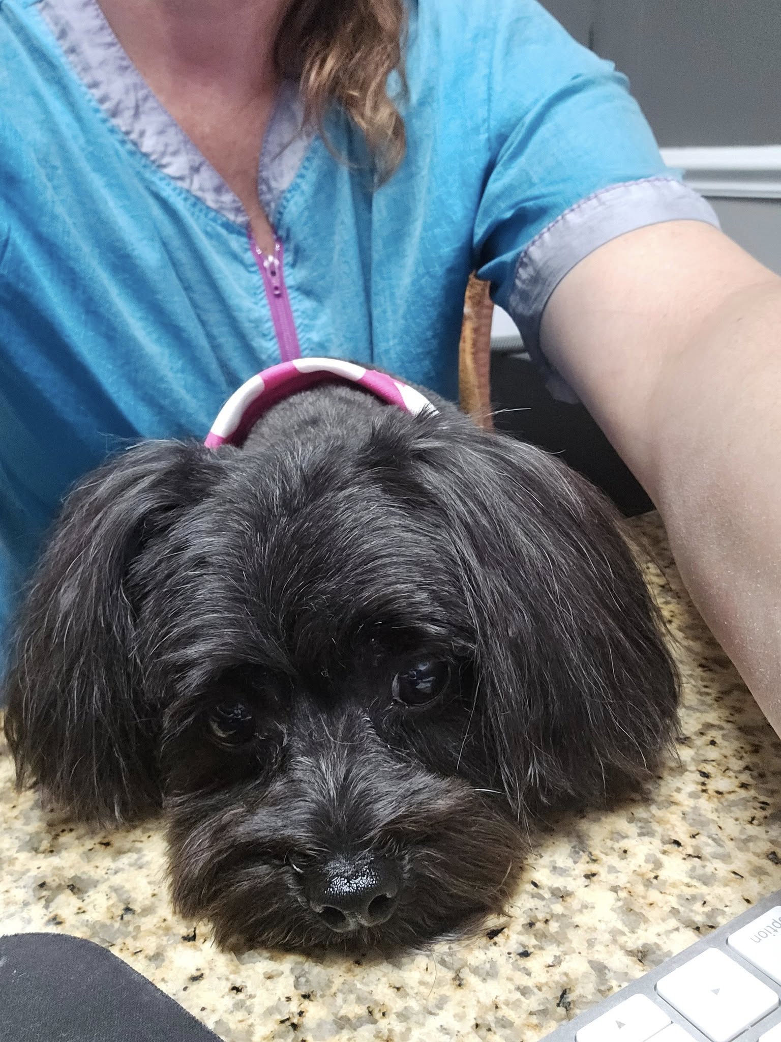 The Dog Room, LLC Jacksonville