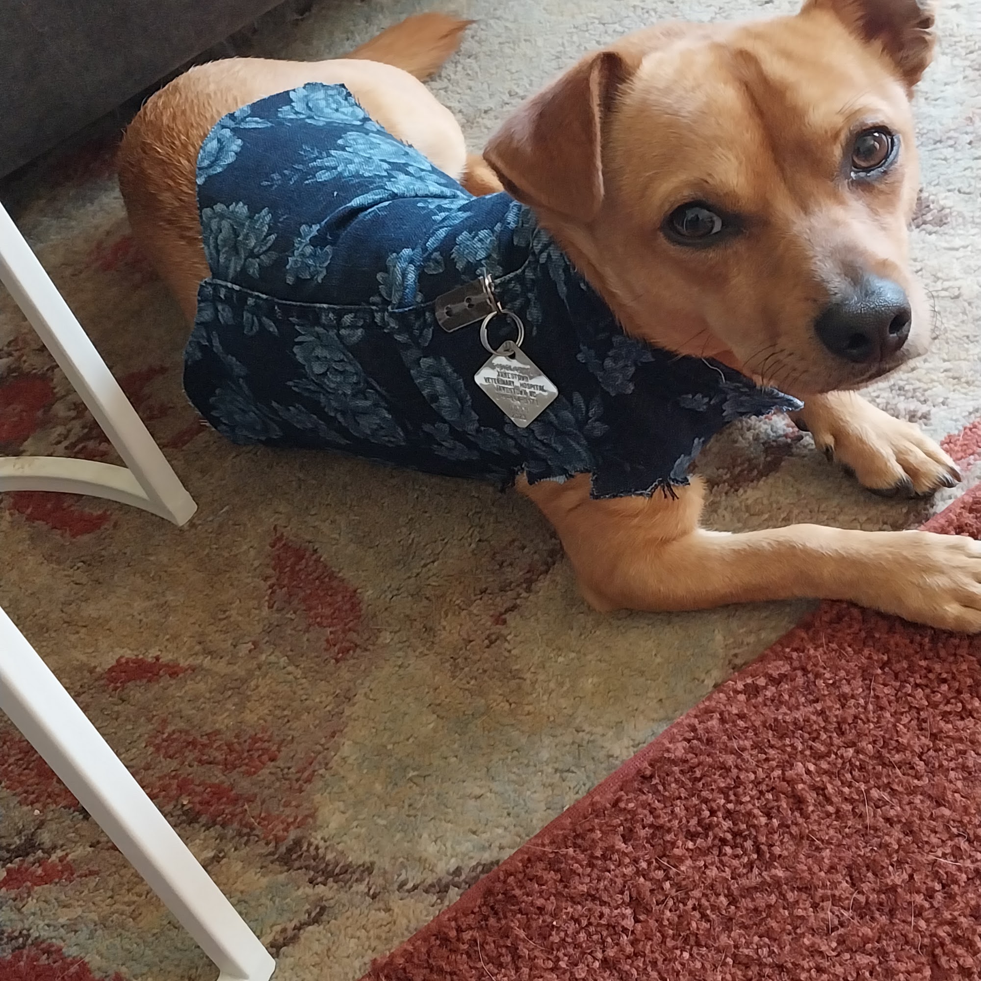 Jamestown Veterinary Hospital Jamestown