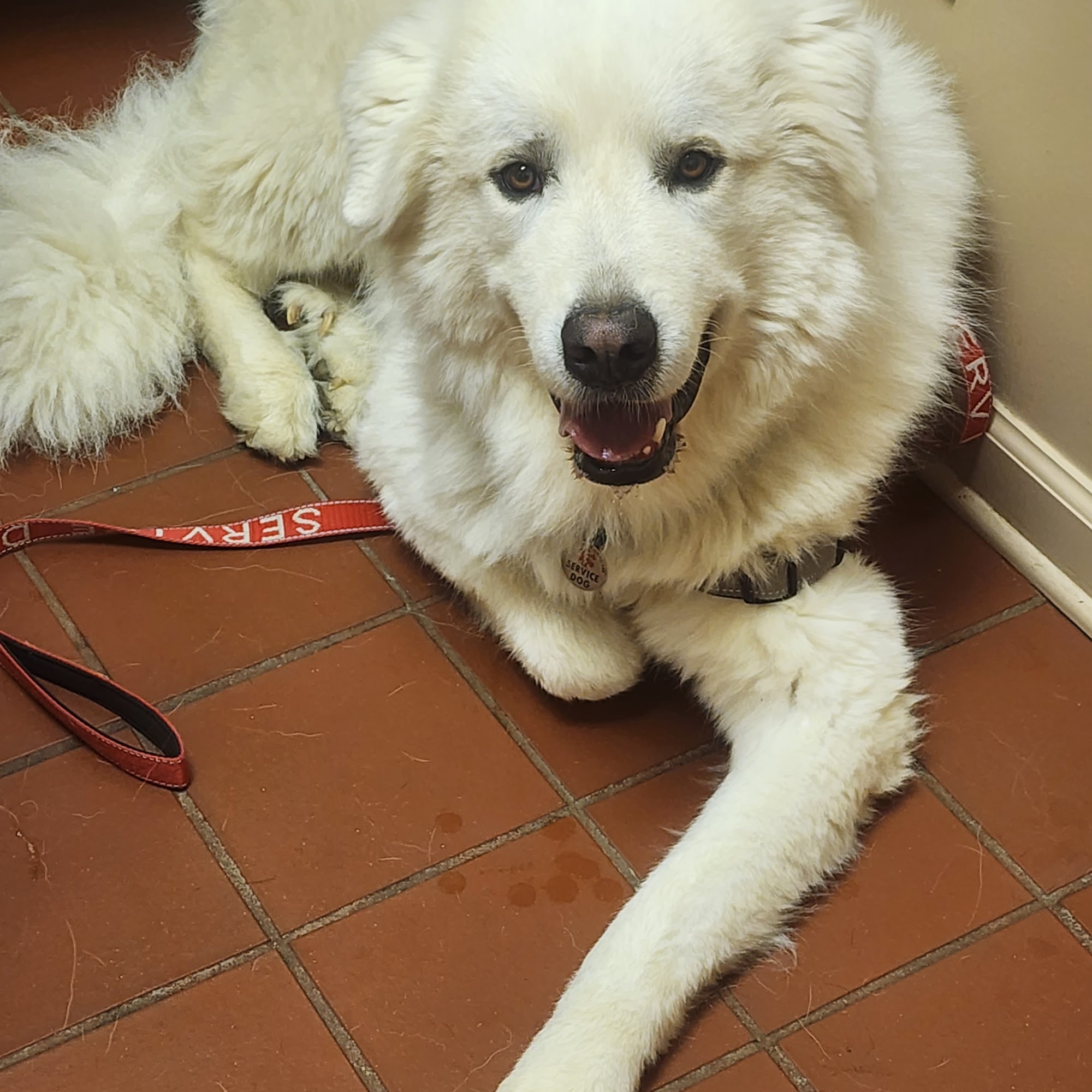 Animal Hospital of Ashe Jefferson