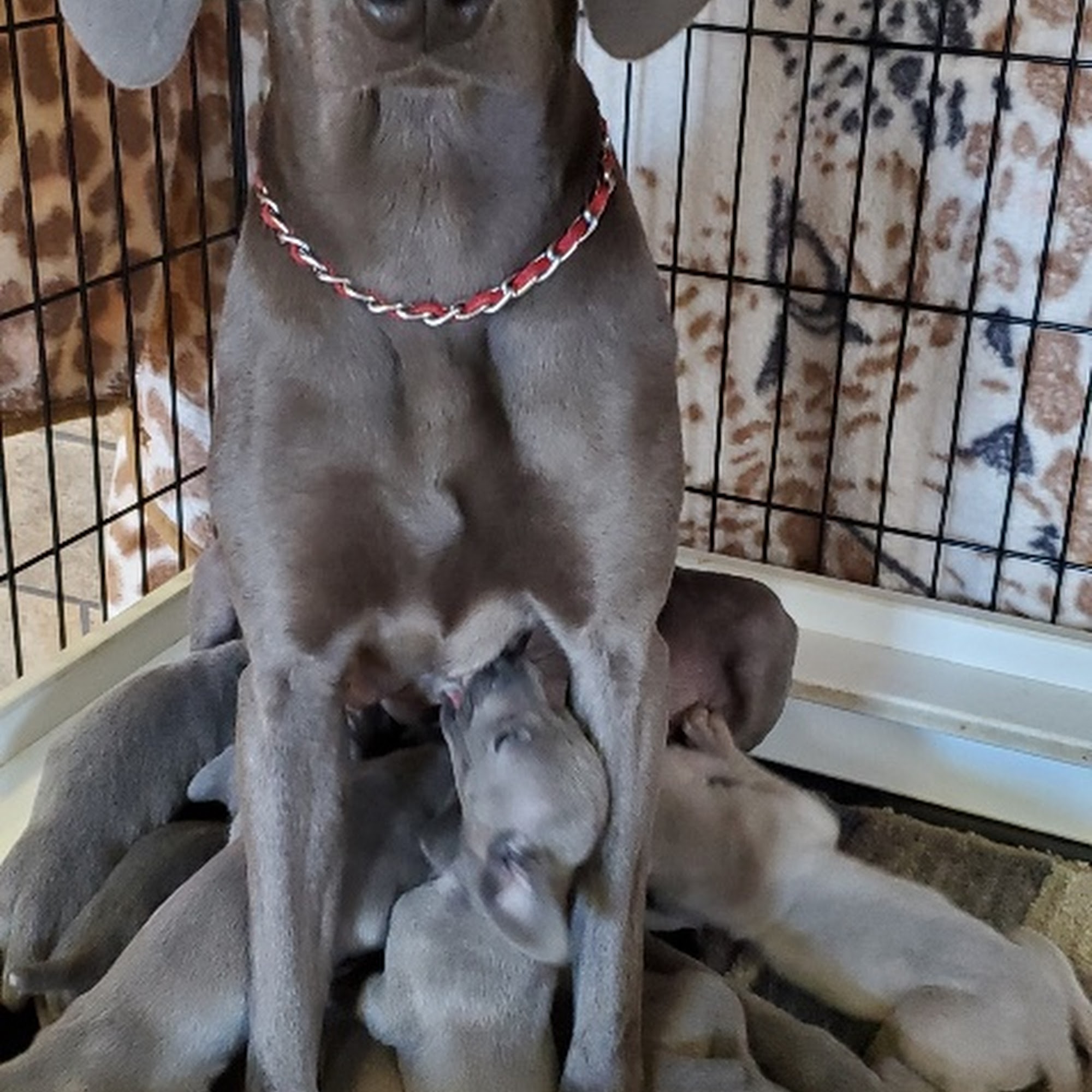 Patty's Puppy Love Farm Julian