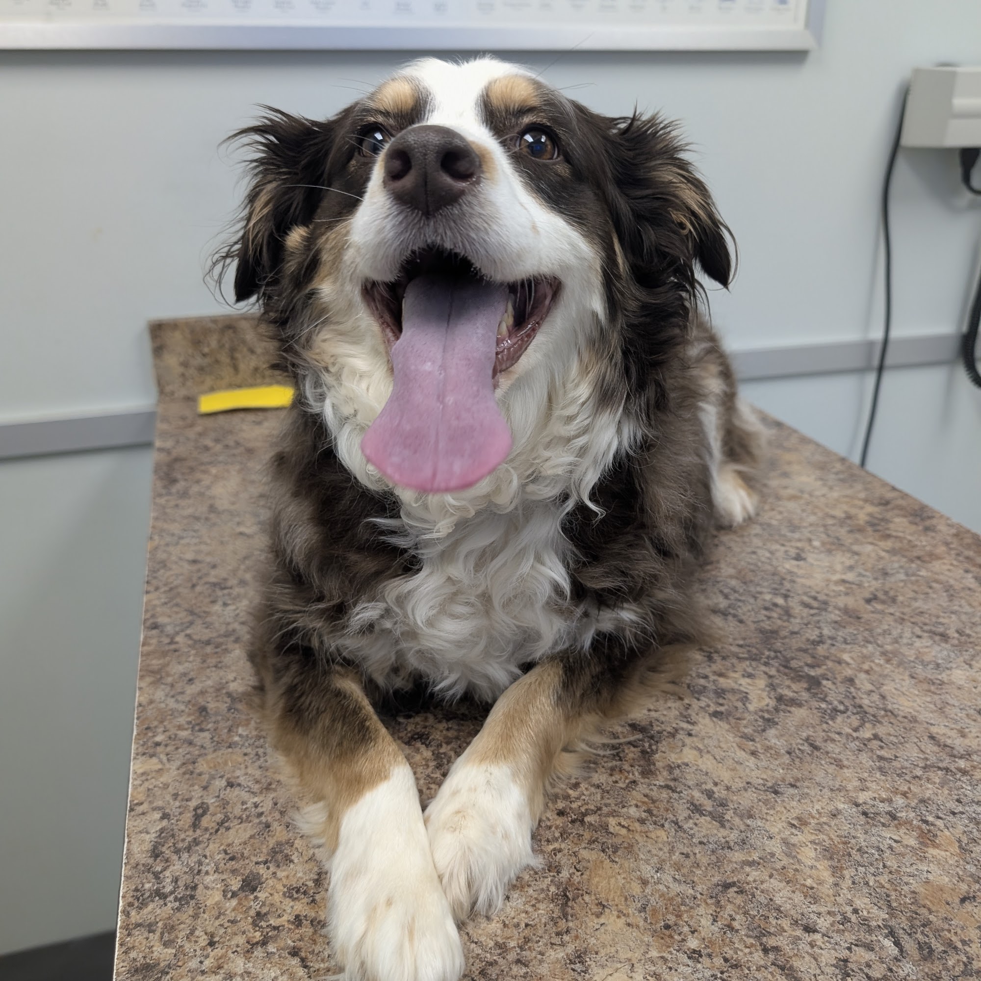 Cabarrus Animal Hospital Kannapolis