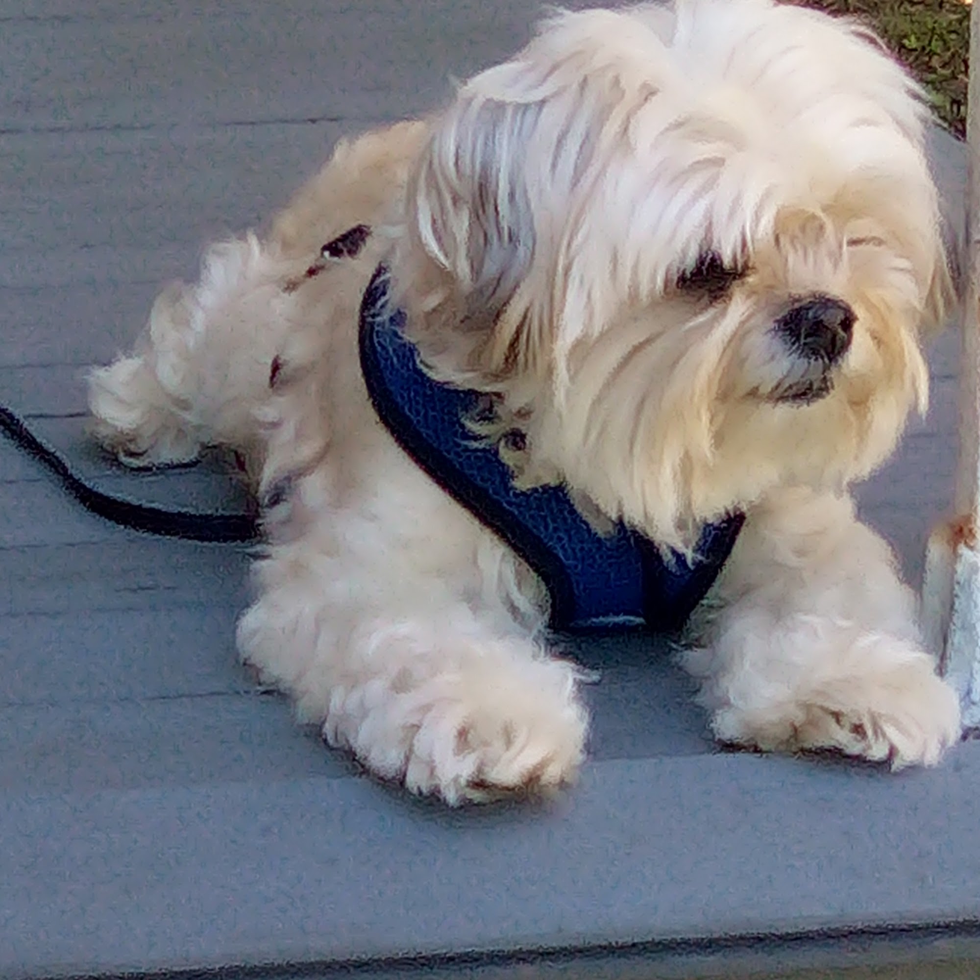 Animal Hospital of Kannapolis Kannapolis