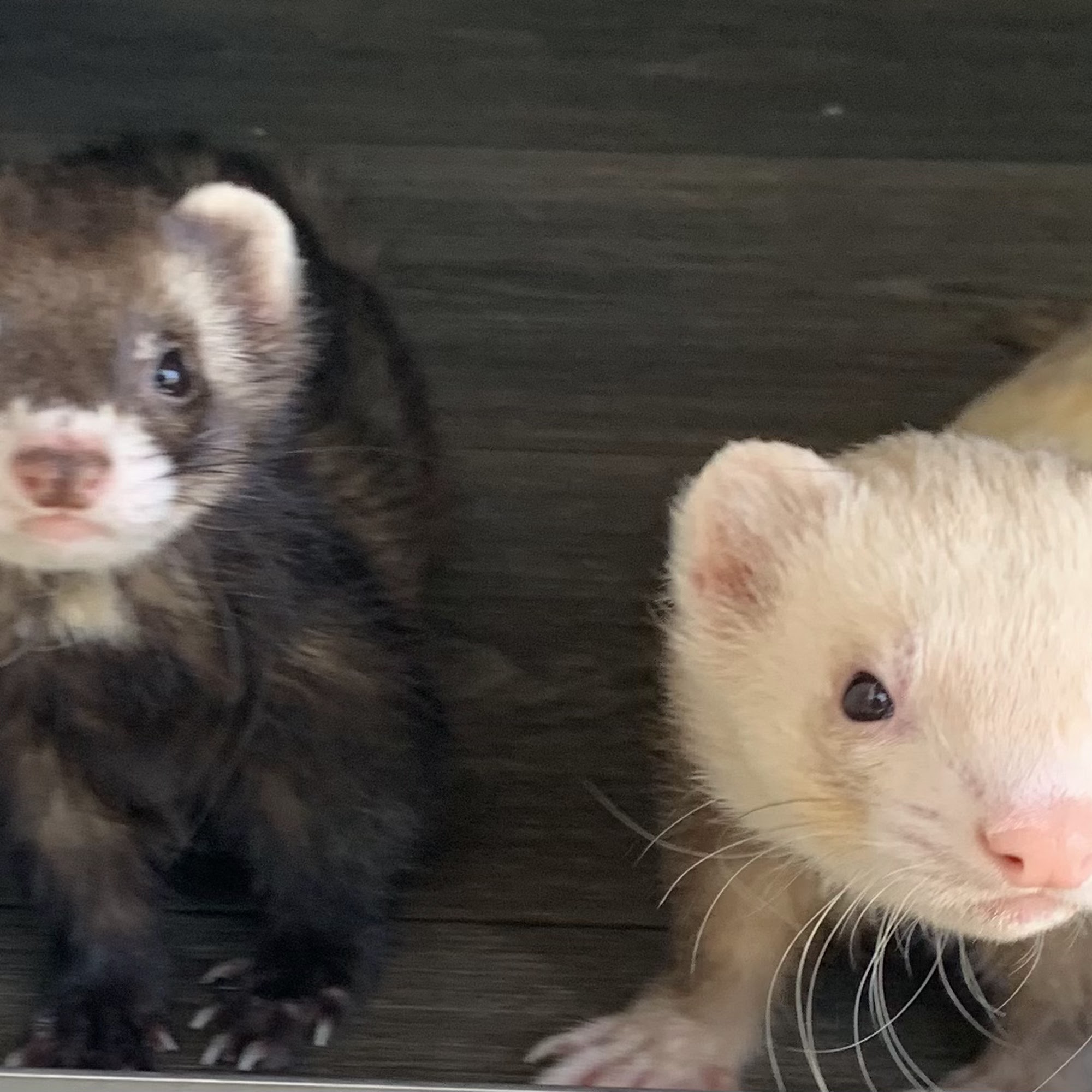 Griffin Avian & Exotic Veterinary Hospital Kannapolis