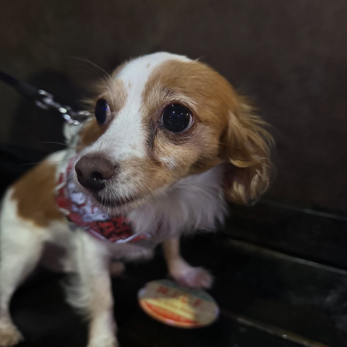 Old Armor Beer Company Kannapolis