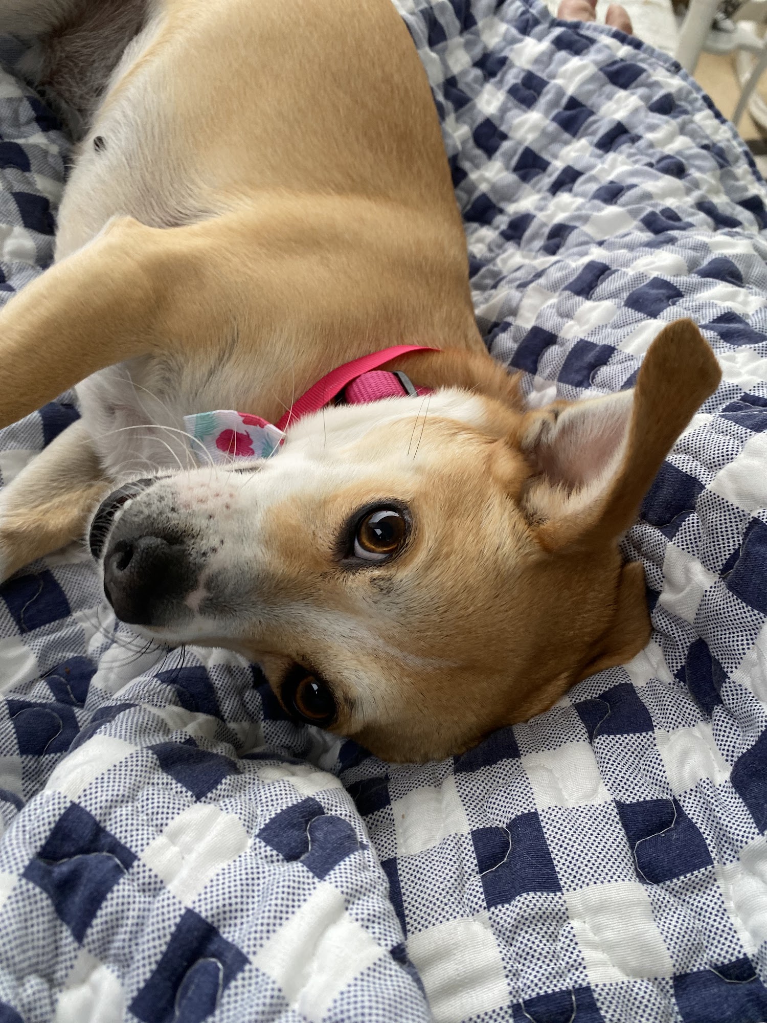 Lori's Pet Spa Kannapolis