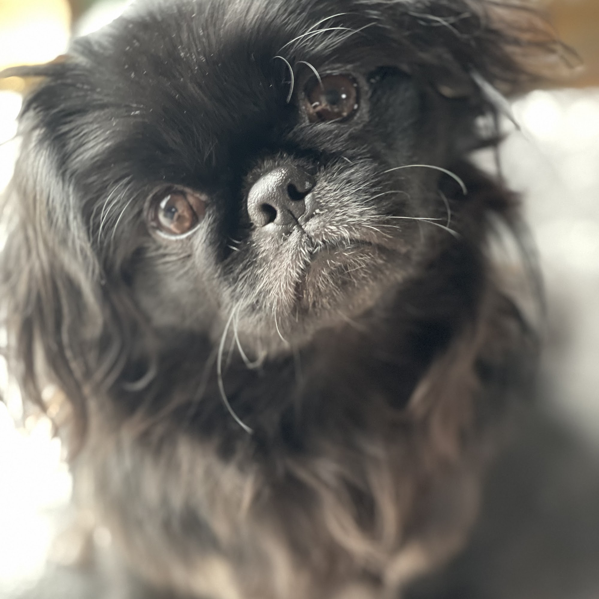 Kernersville Veterinary Hospital Kernersville