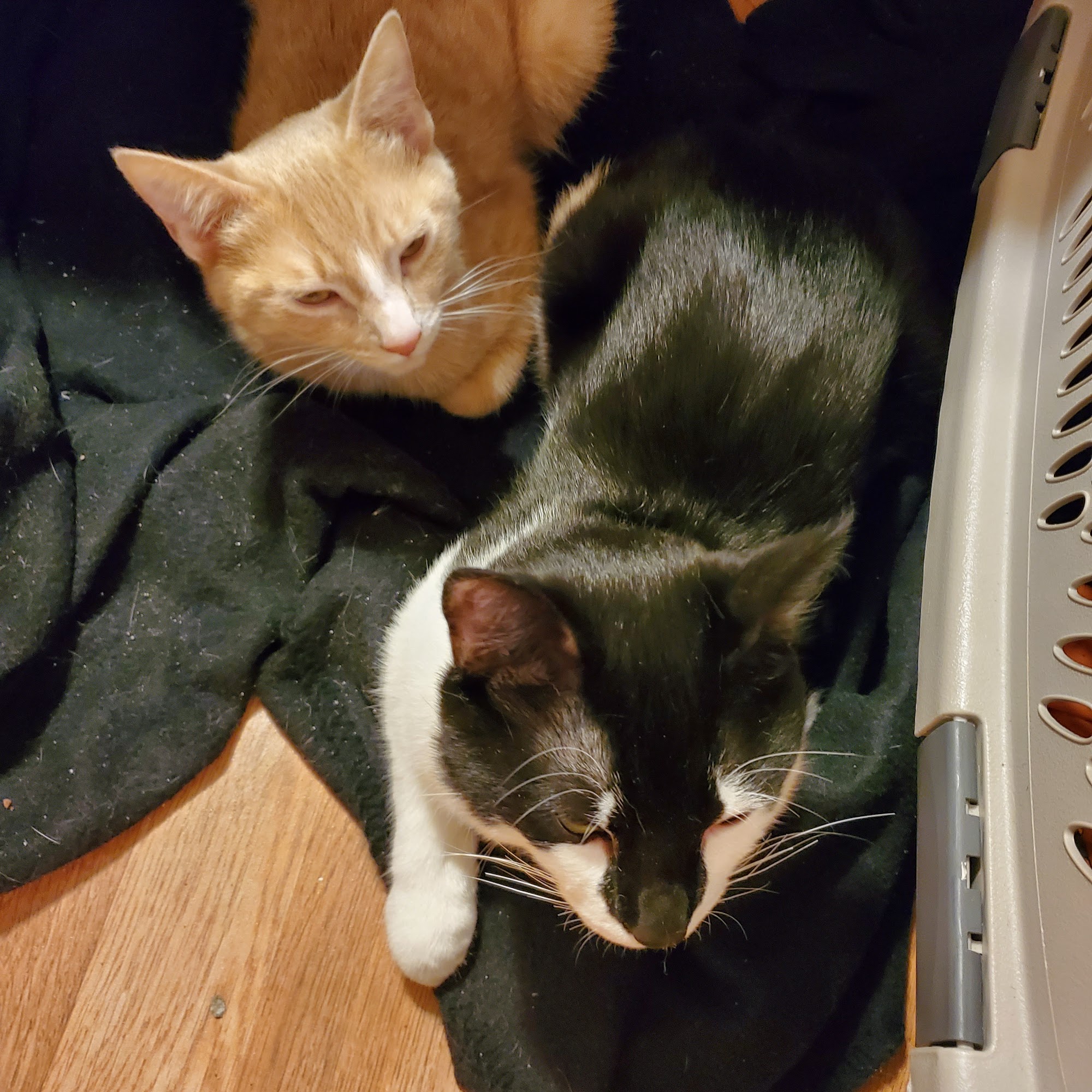 Central Spay Neuter and Wellness Clinic Kernersville