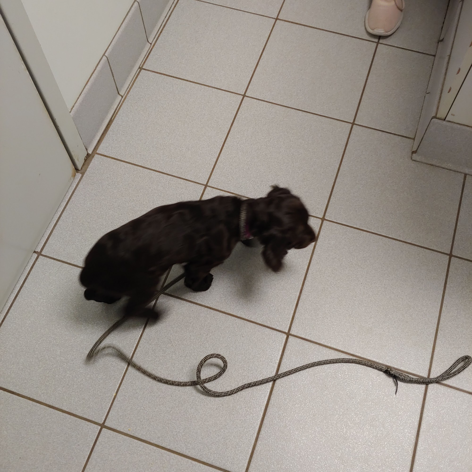 Union Cross Animal Hospital Kernersville