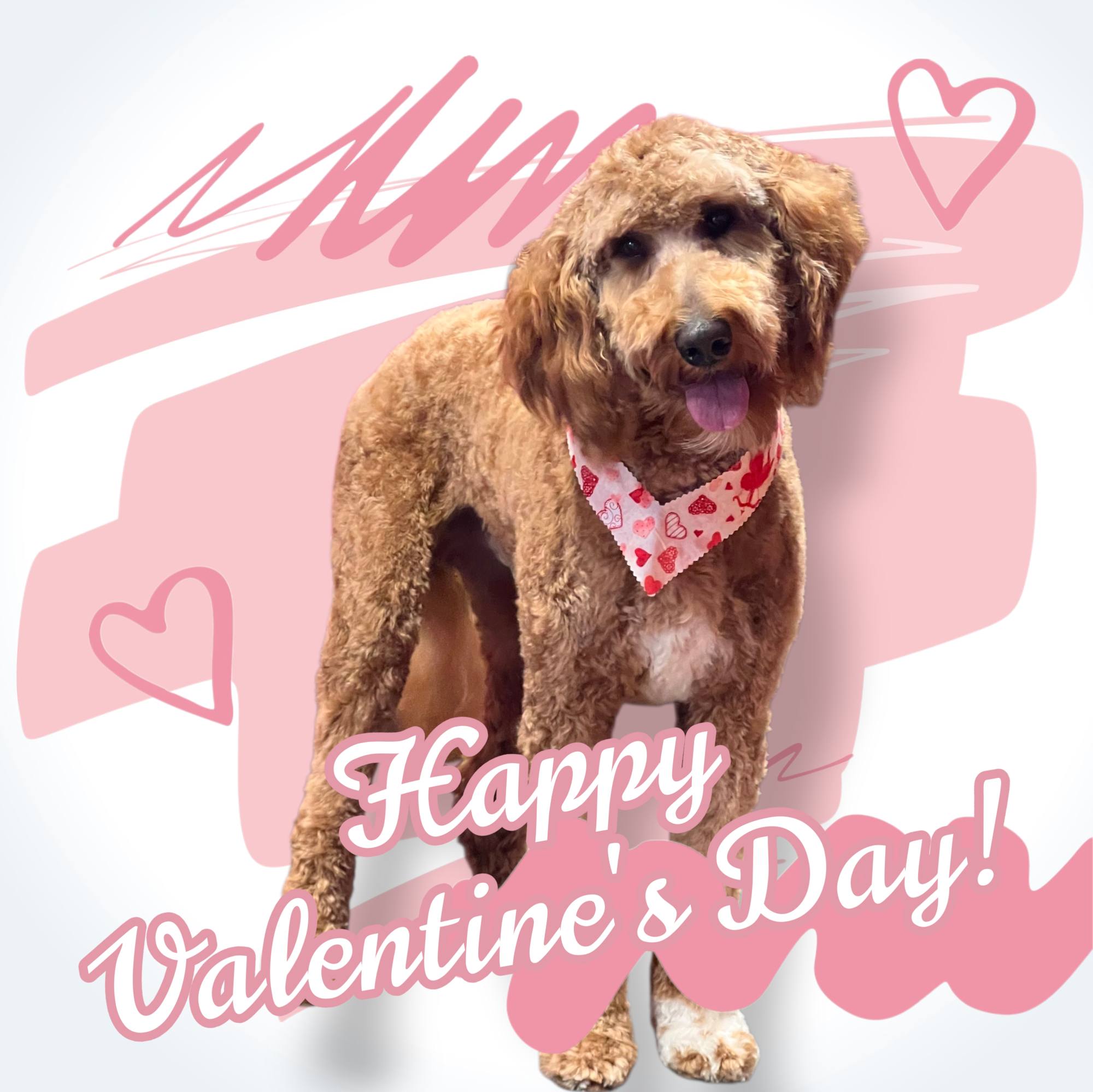 Jeep N Pups Grooming Salon Kernersville