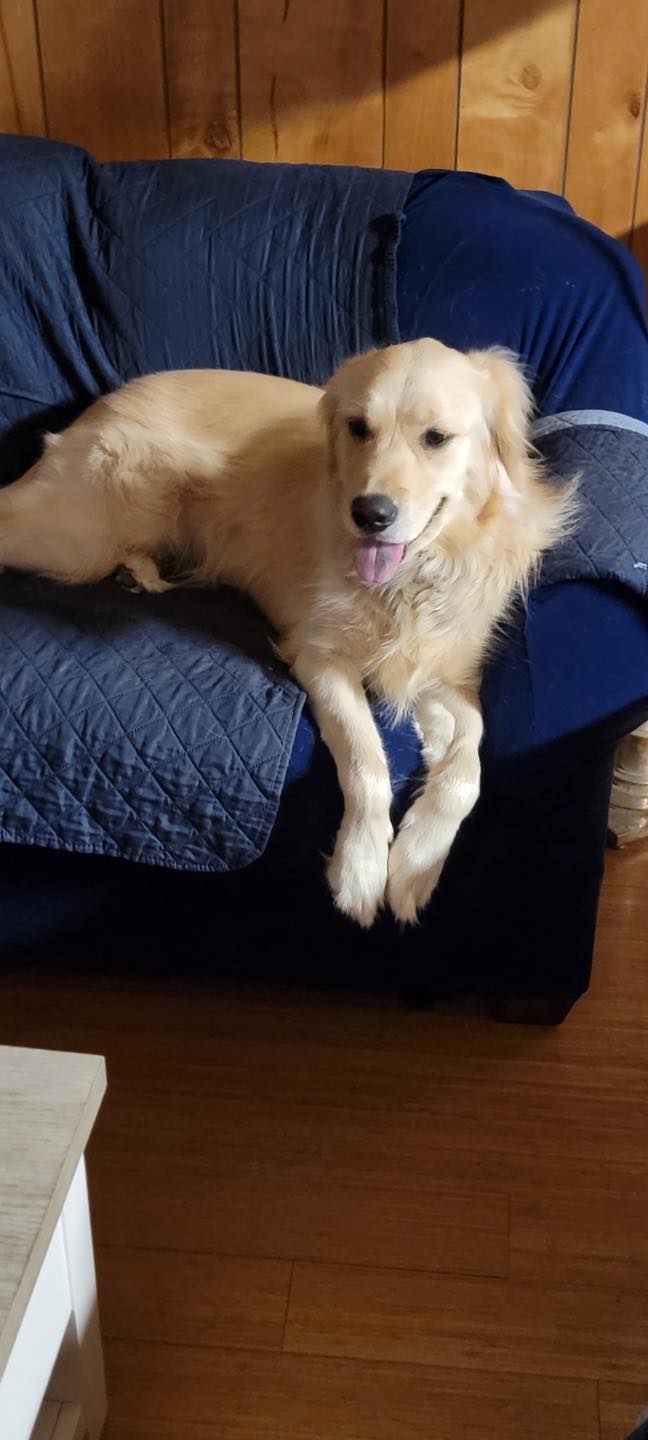 Stay at Home Pet Sitting