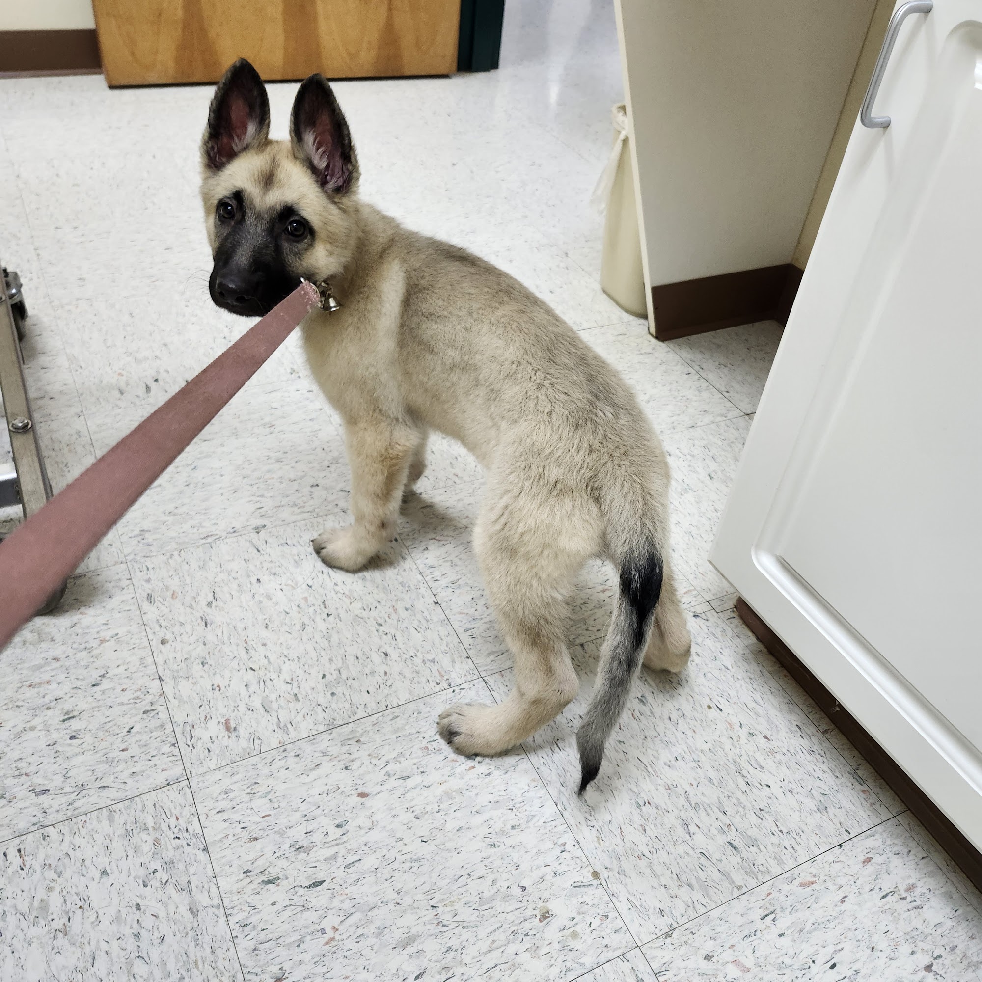 Northview Animal Hospital King