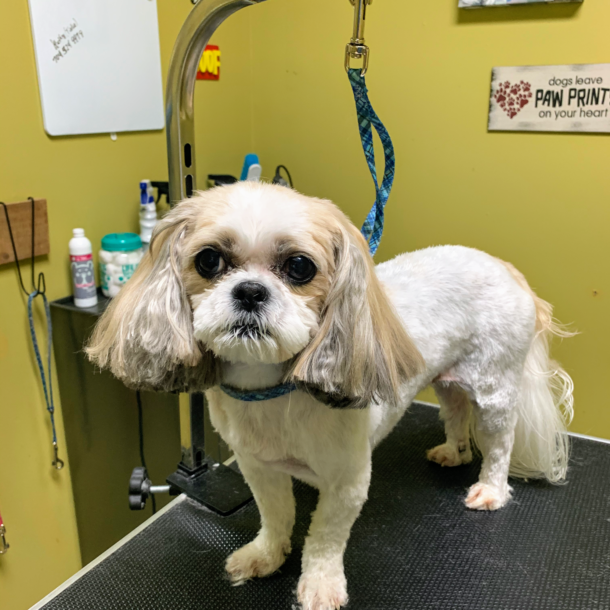 The Chop Shop dog salon Kings Mountain