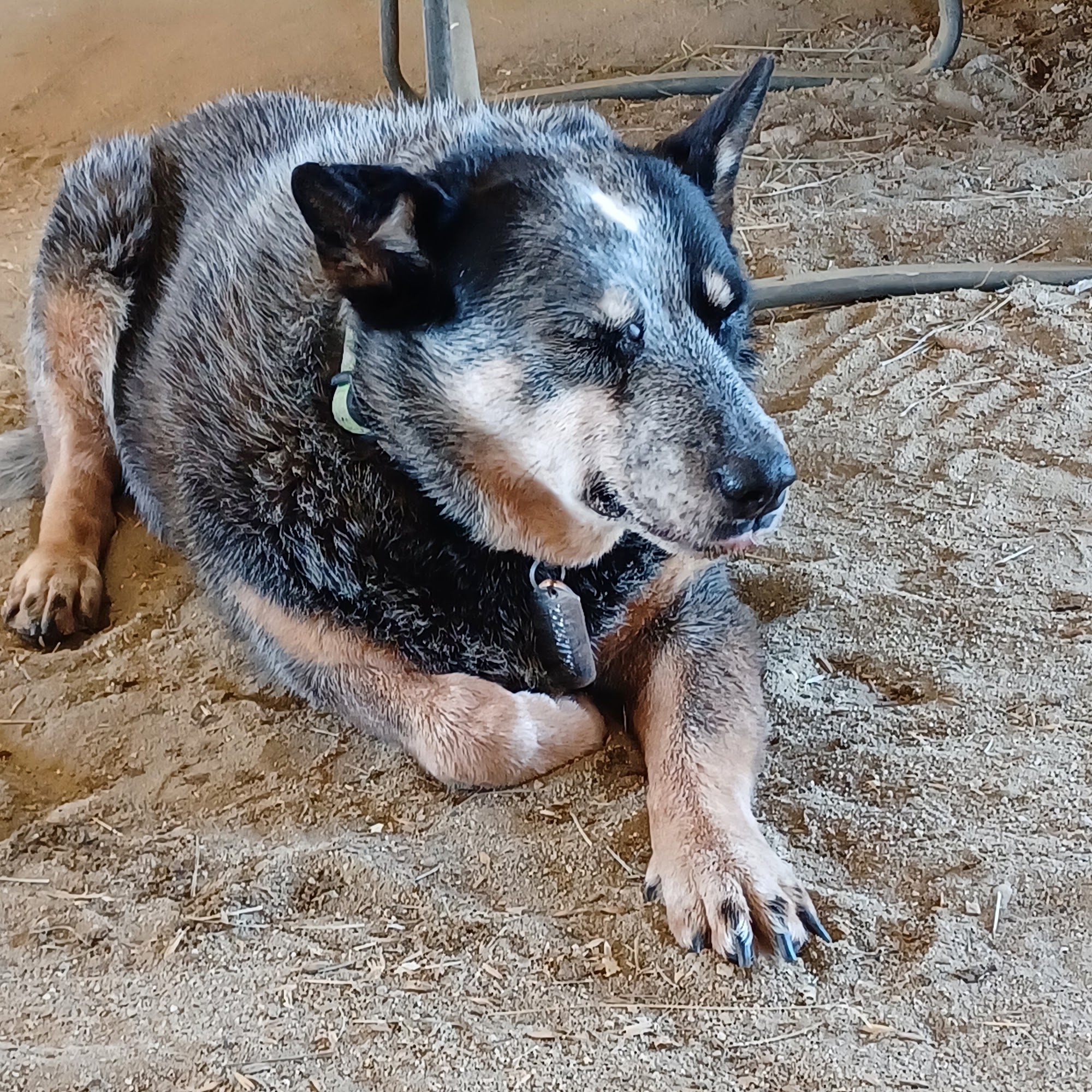 Northside Animal Hospital Kinston