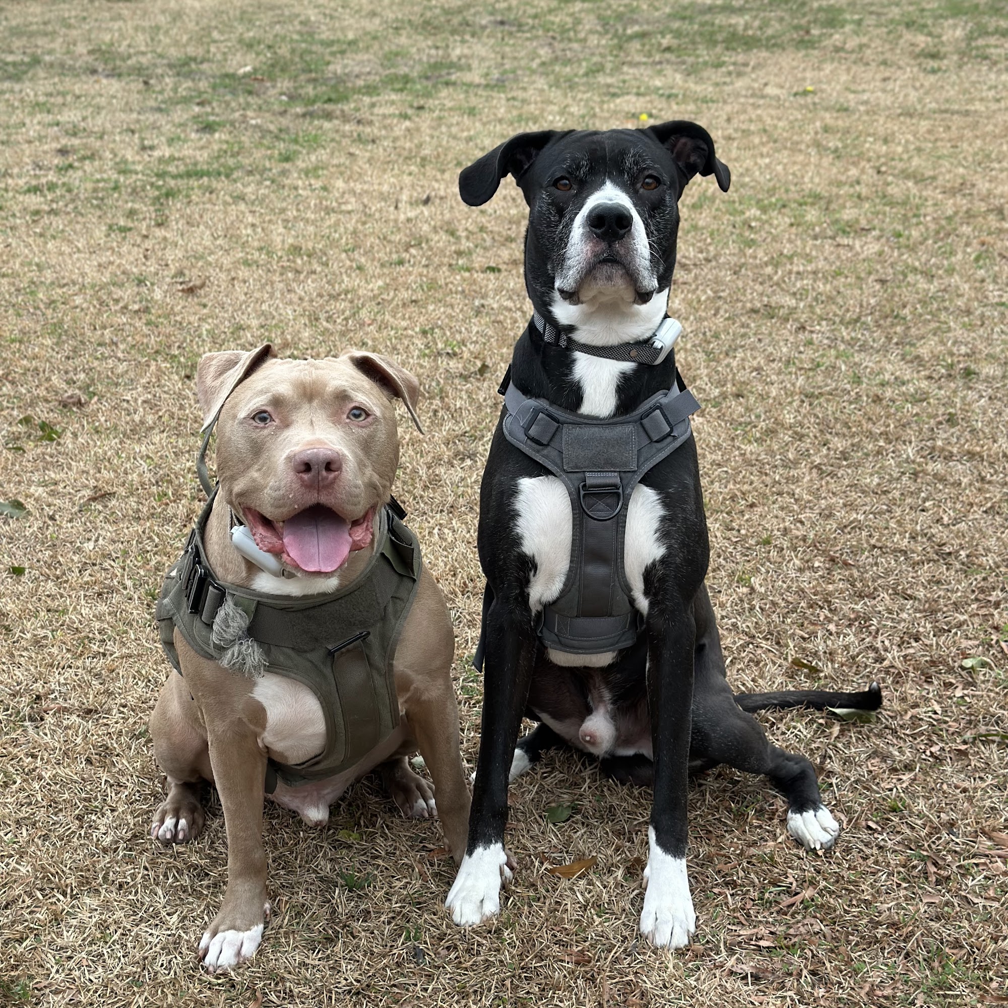 Five Oaks Animal Hospital Kinston