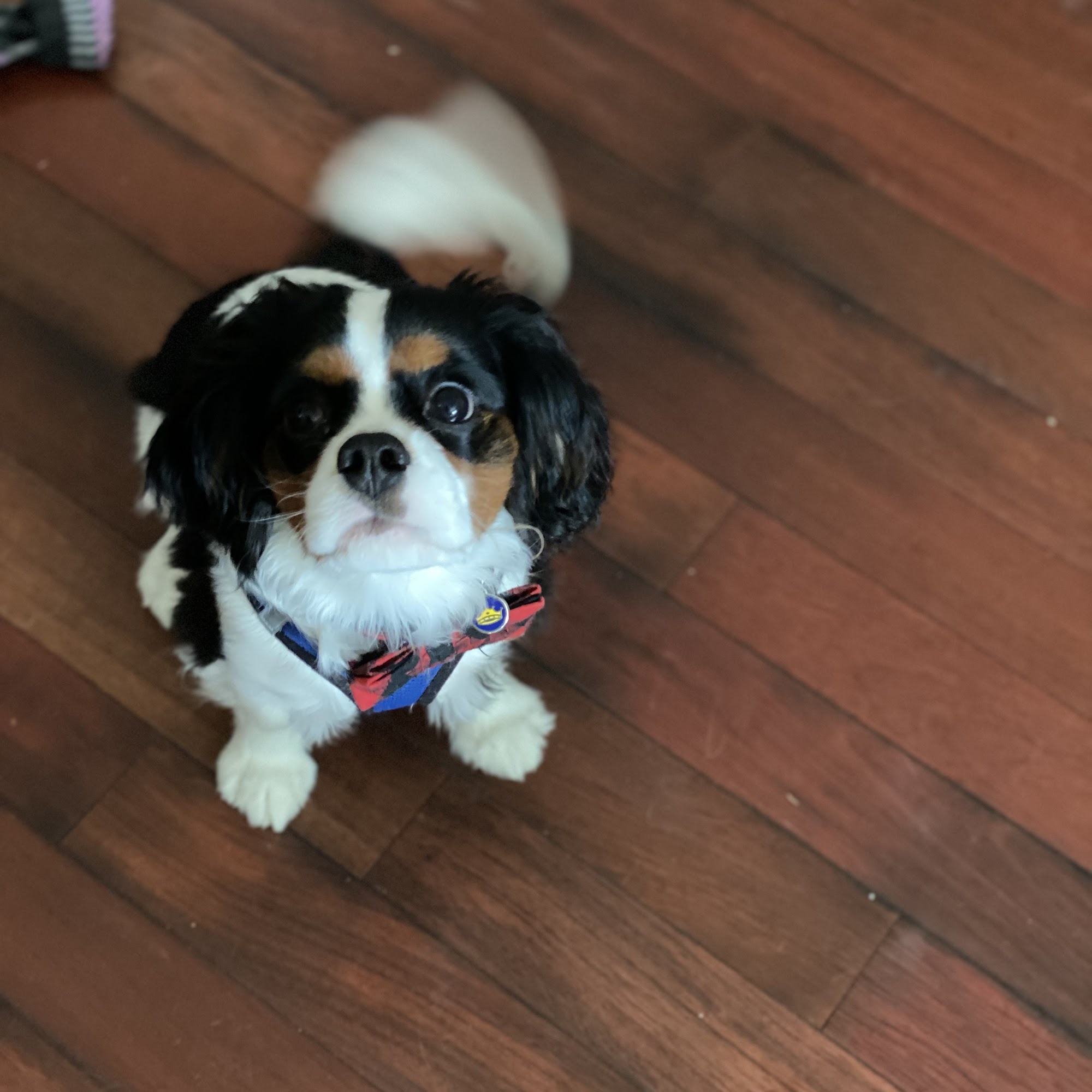 Kingston Cavaliers Kinston