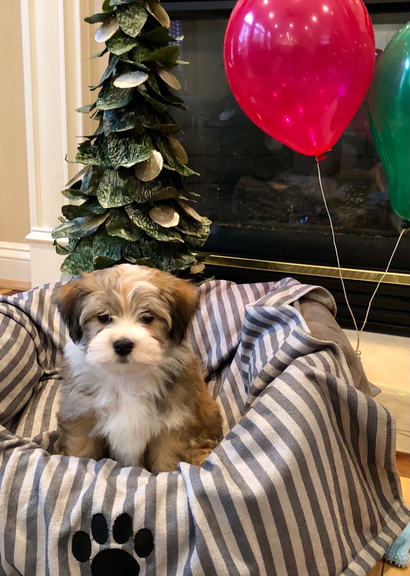 Colhaven Havanese Kinston