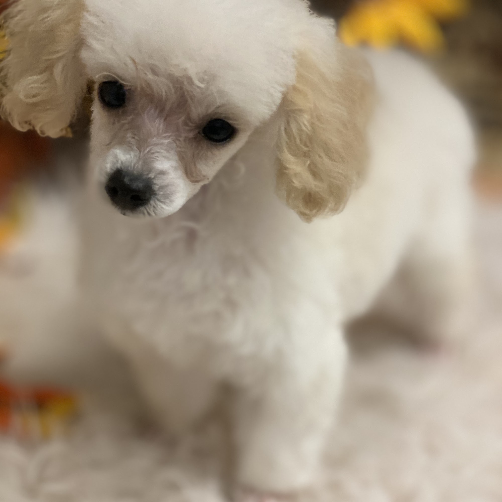 Pitterpat Kennels Kinston