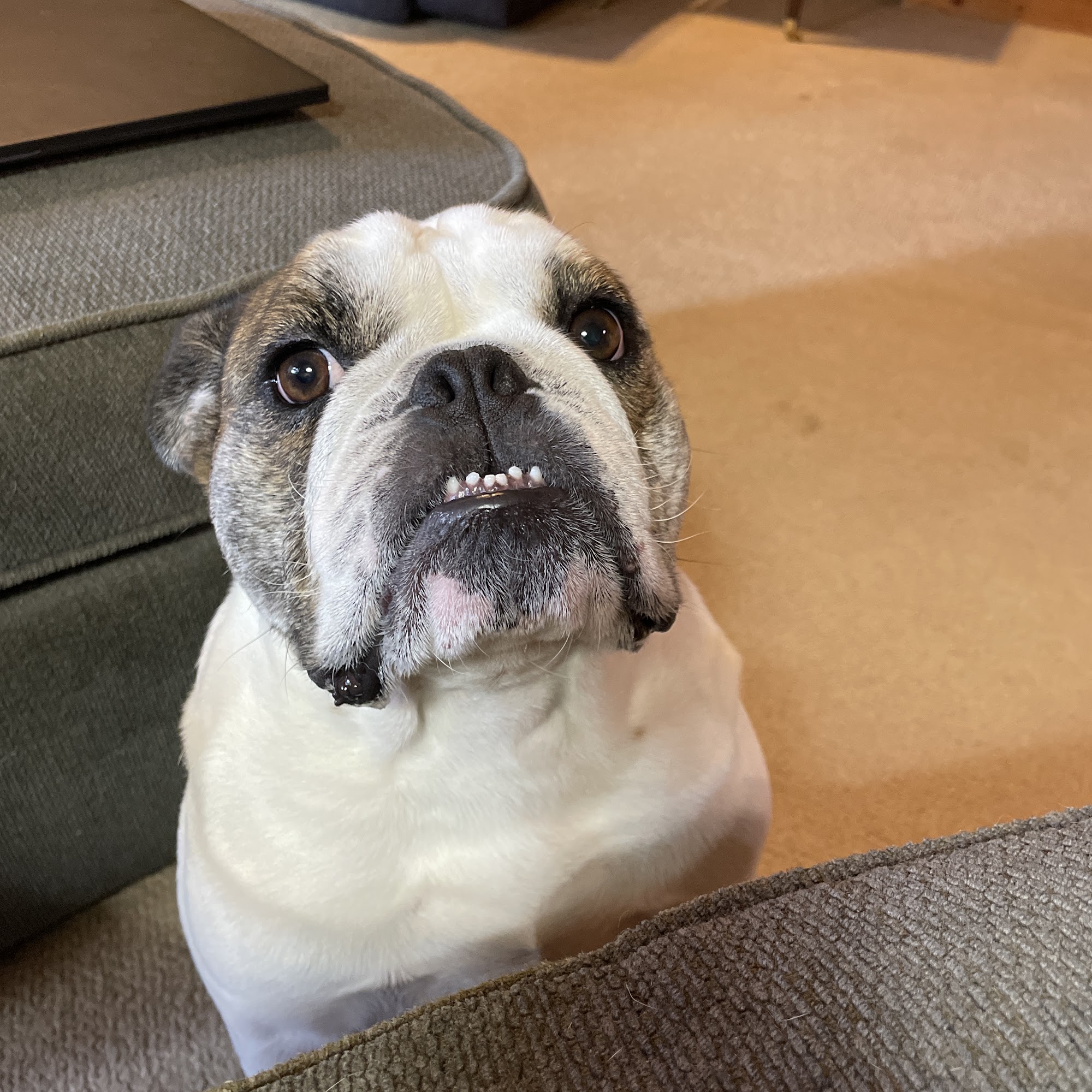 Martin's Point Veterinary Hospital Kitty Hawk