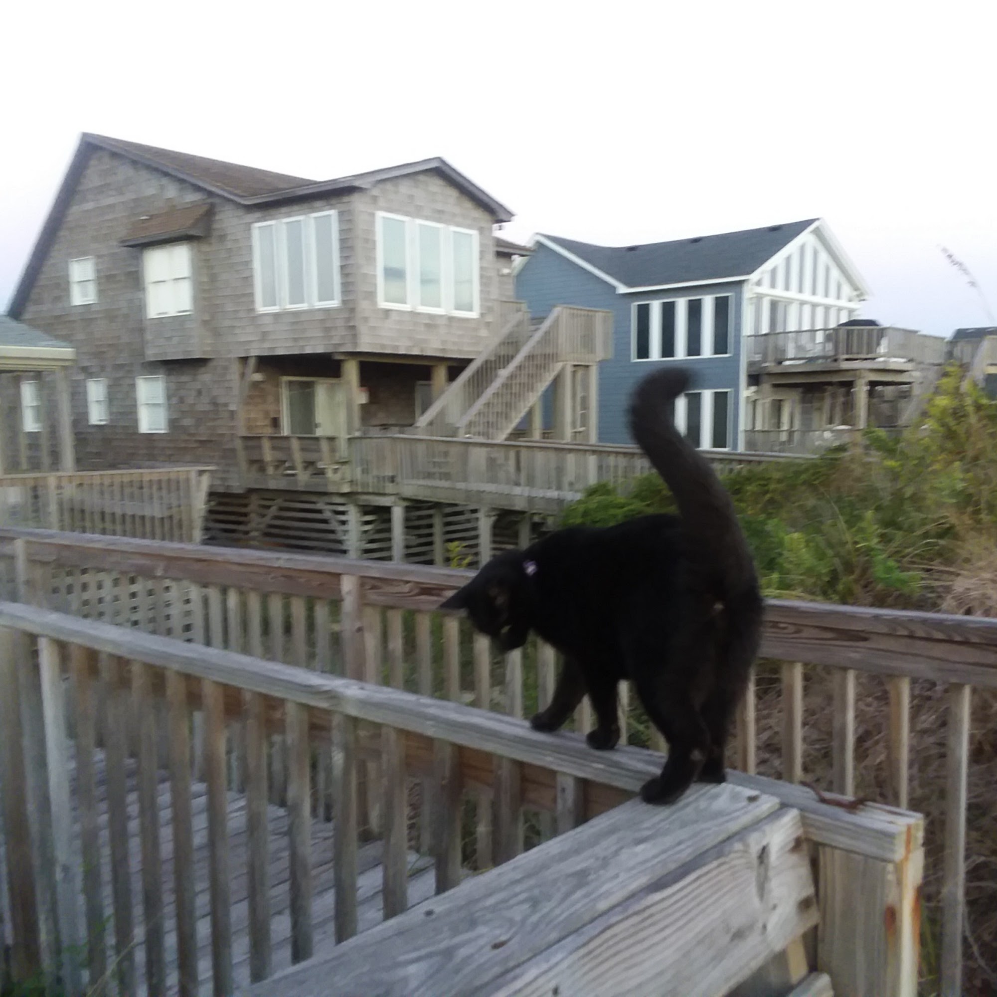 Coastal Animal Hospital Kitty Hawk