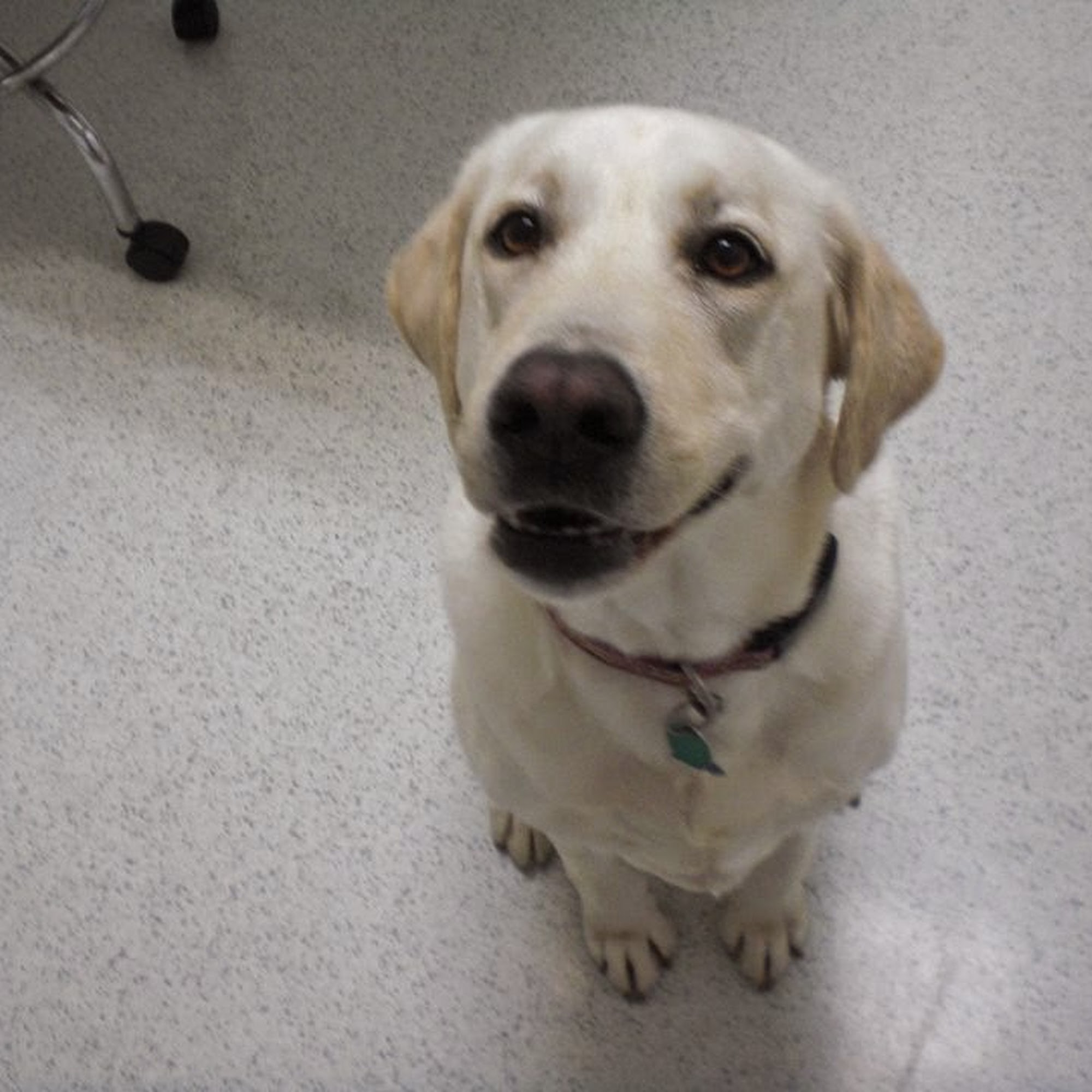 Wake Veterinary Hospital & Urgent Care Knightdale