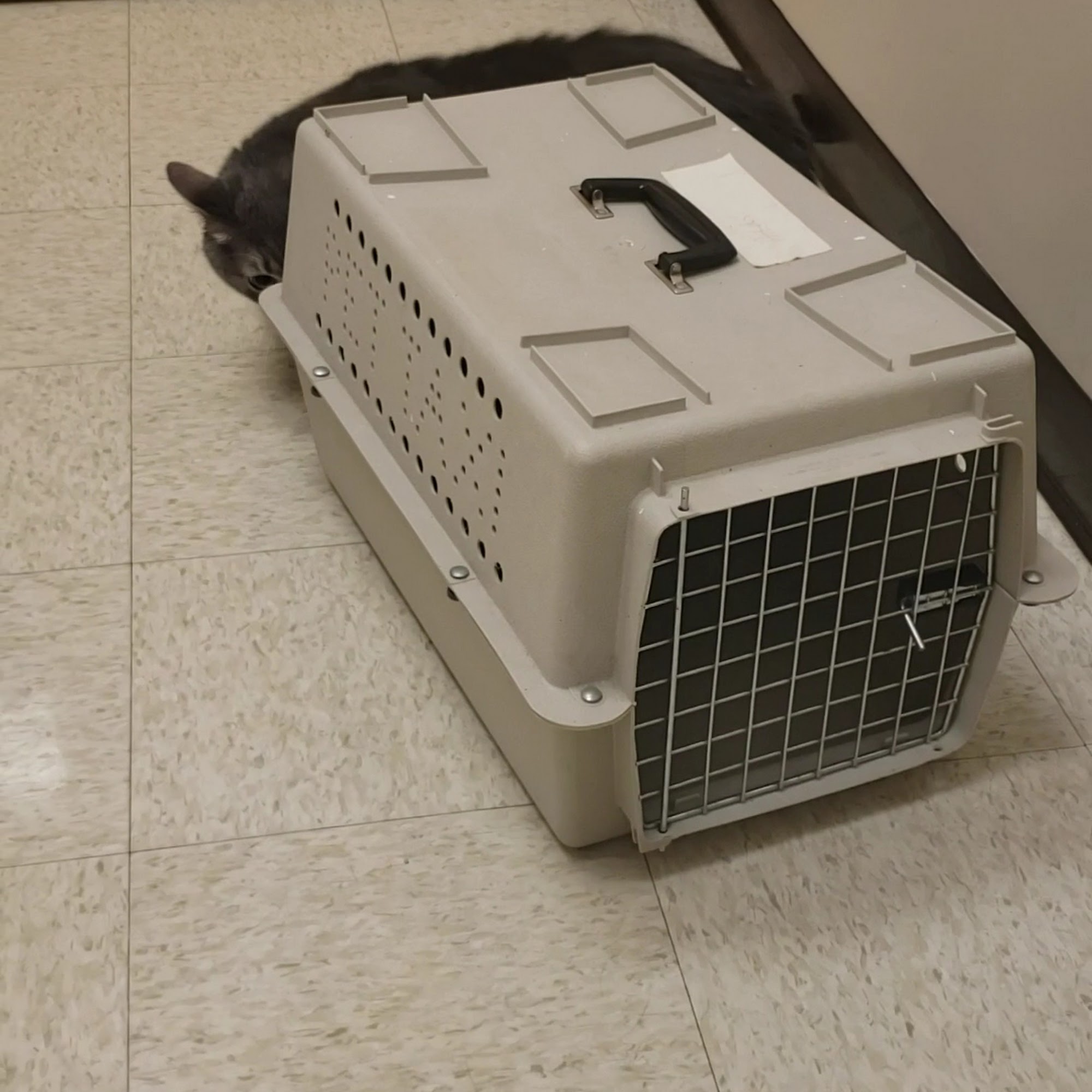 Knightdale Animal Hospital Knightdale