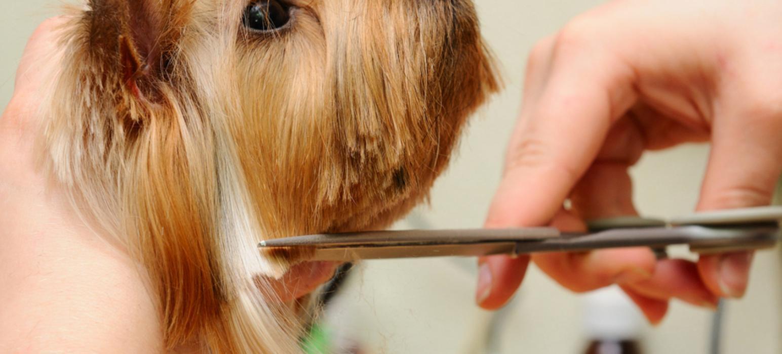 The Soapy Dog Knightdale