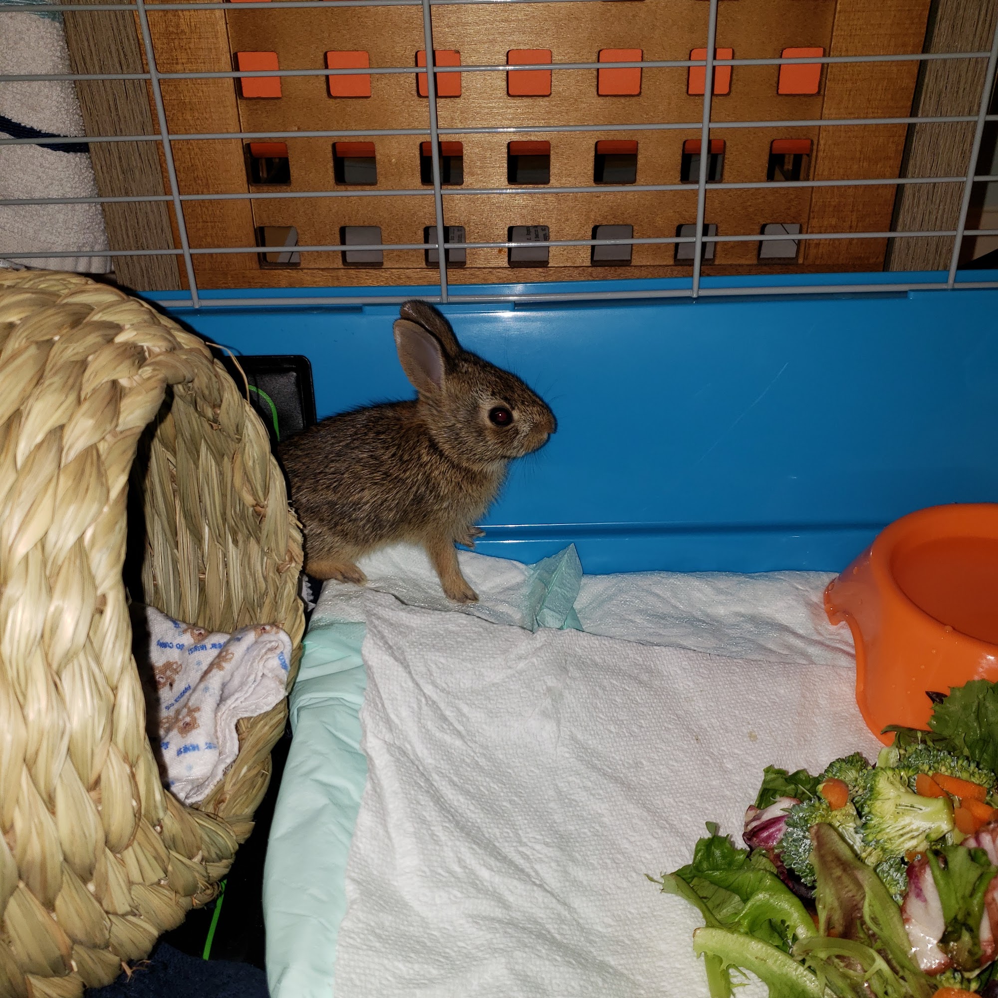 Animal Hospital-Lenoir County La Grange