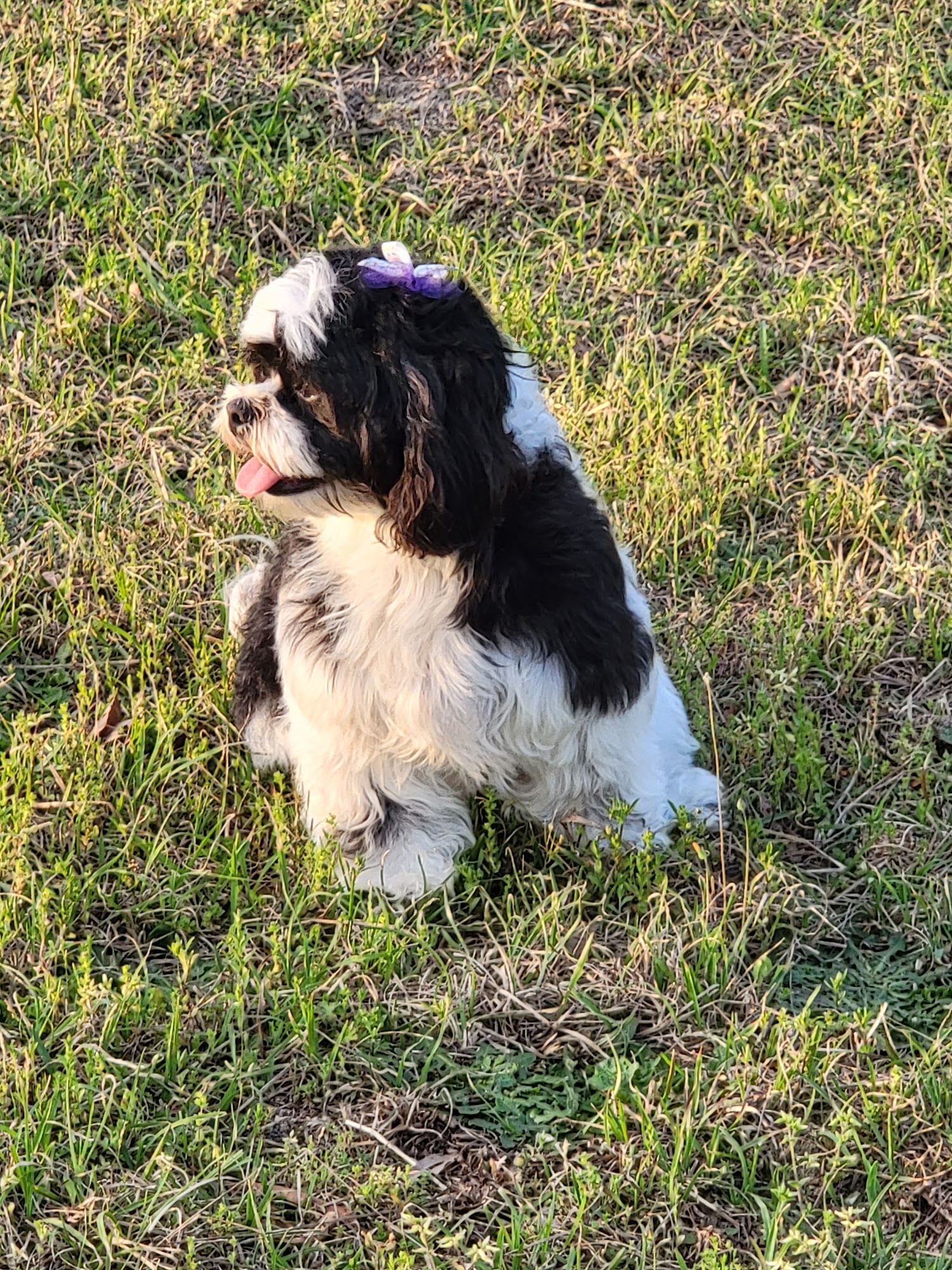 Adams Pet Spa Laurinburg