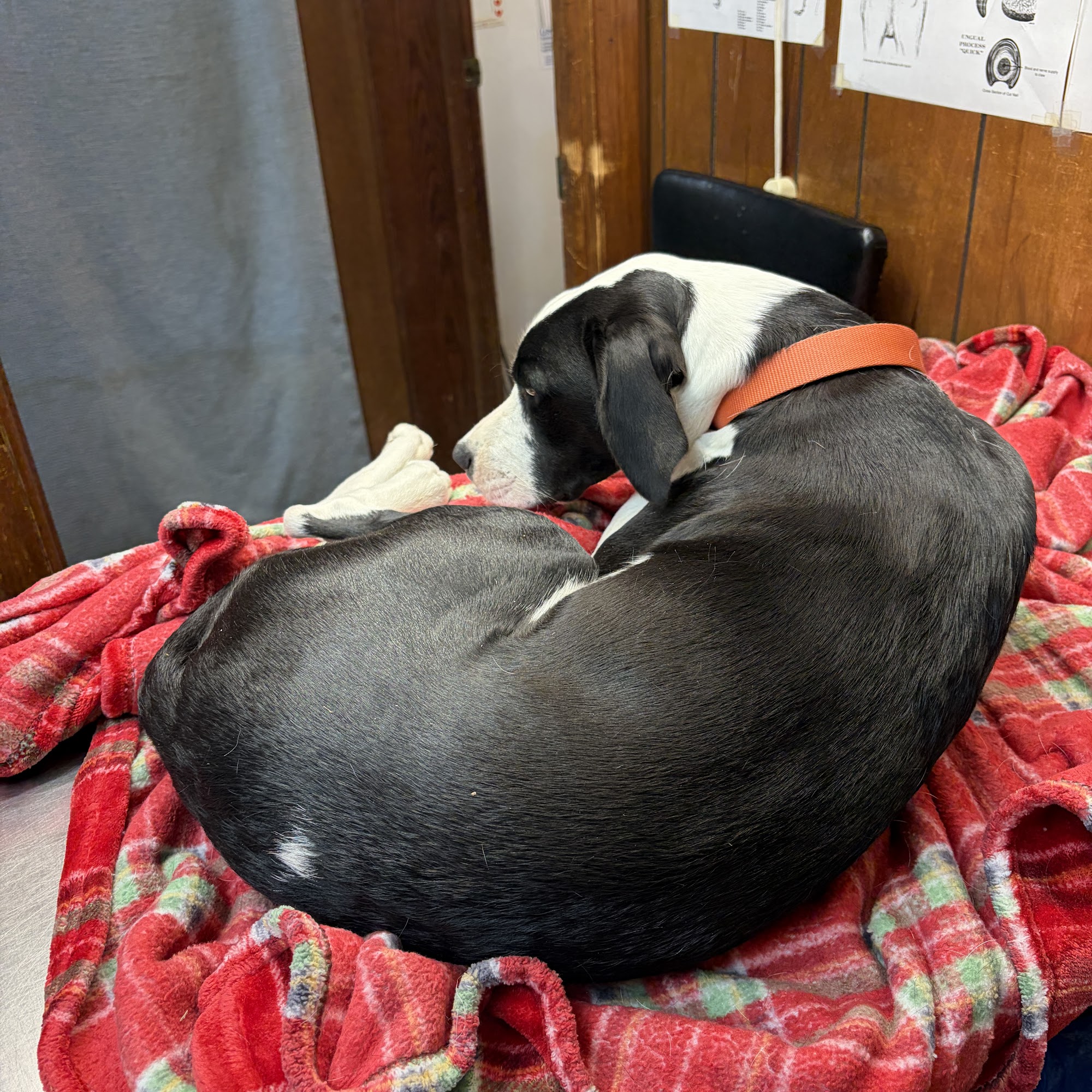 Scotland Veterinary Hospital Laurinburg