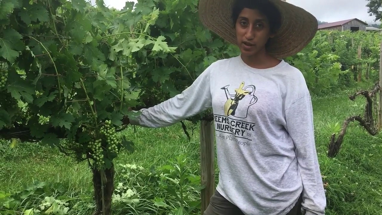 Addison Farms Vineyard Leicester