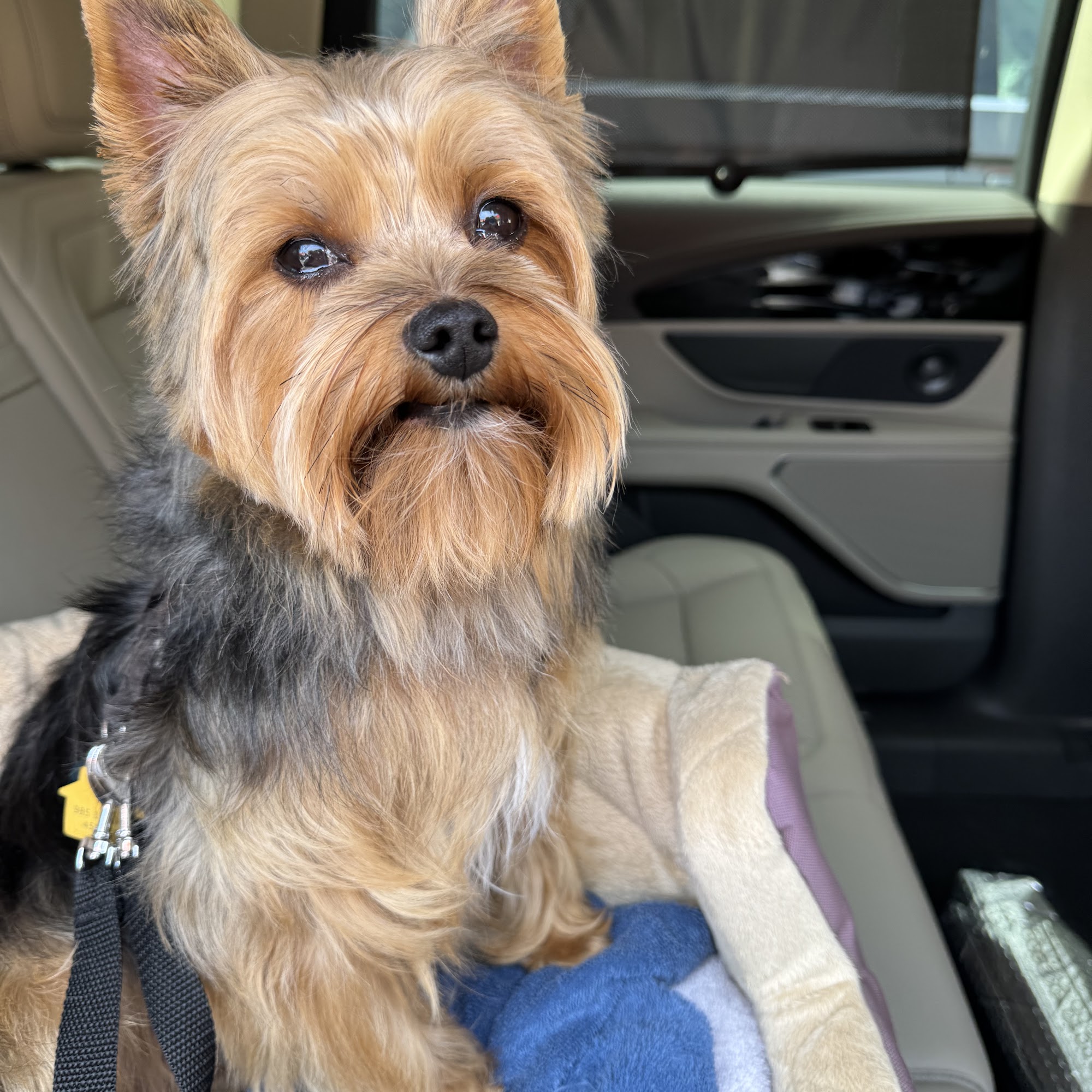 Brunswick Forest Veterinary Hospital Leland