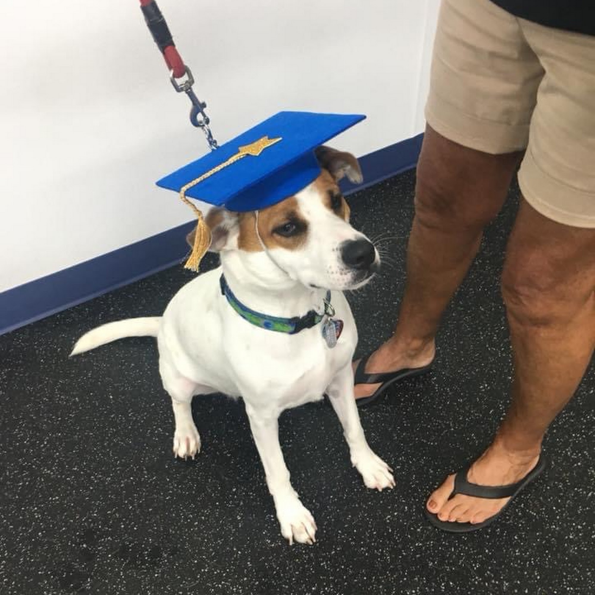 Salty Dogs Obedience Training