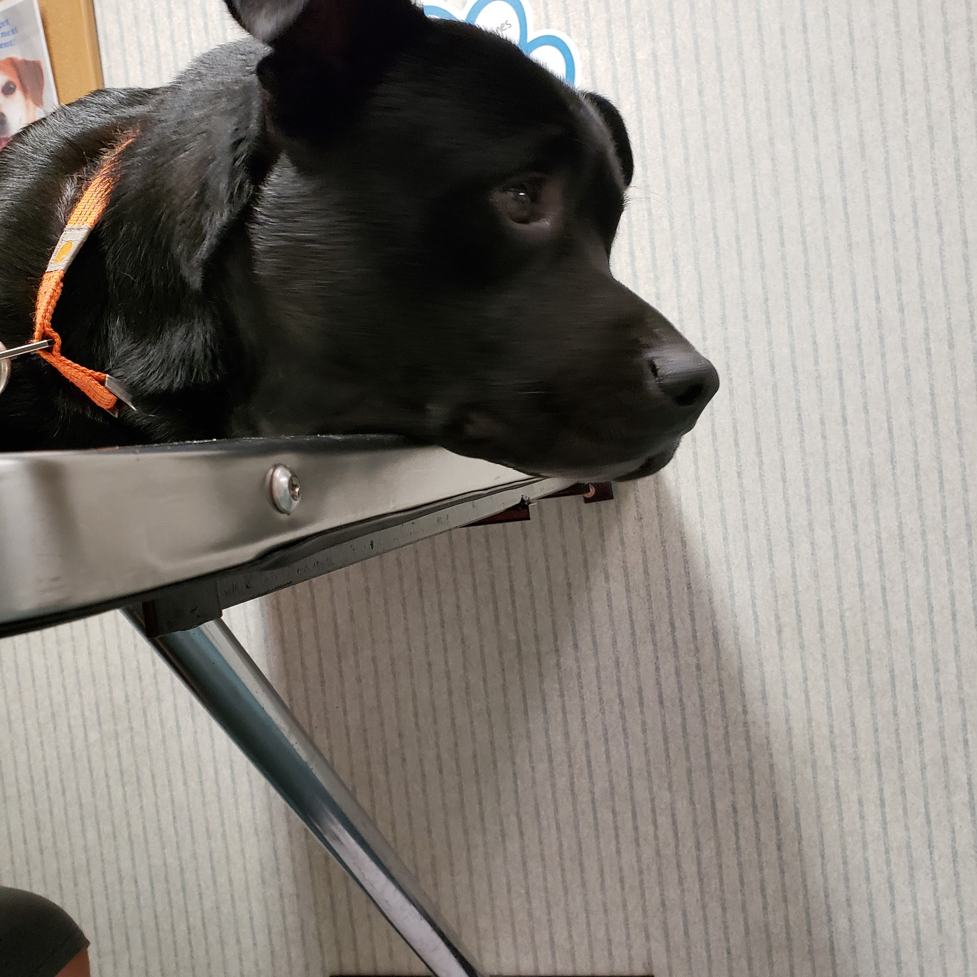 Lenoir Veterinary Hospital Lenoir