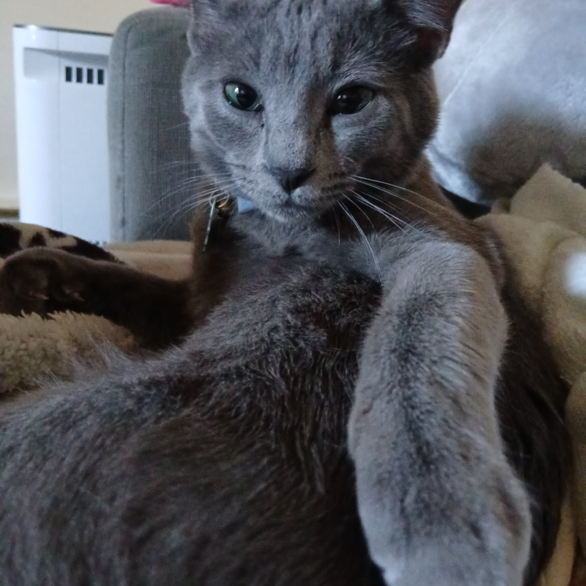 Caldwell Animal Hospital, PA Lenoir