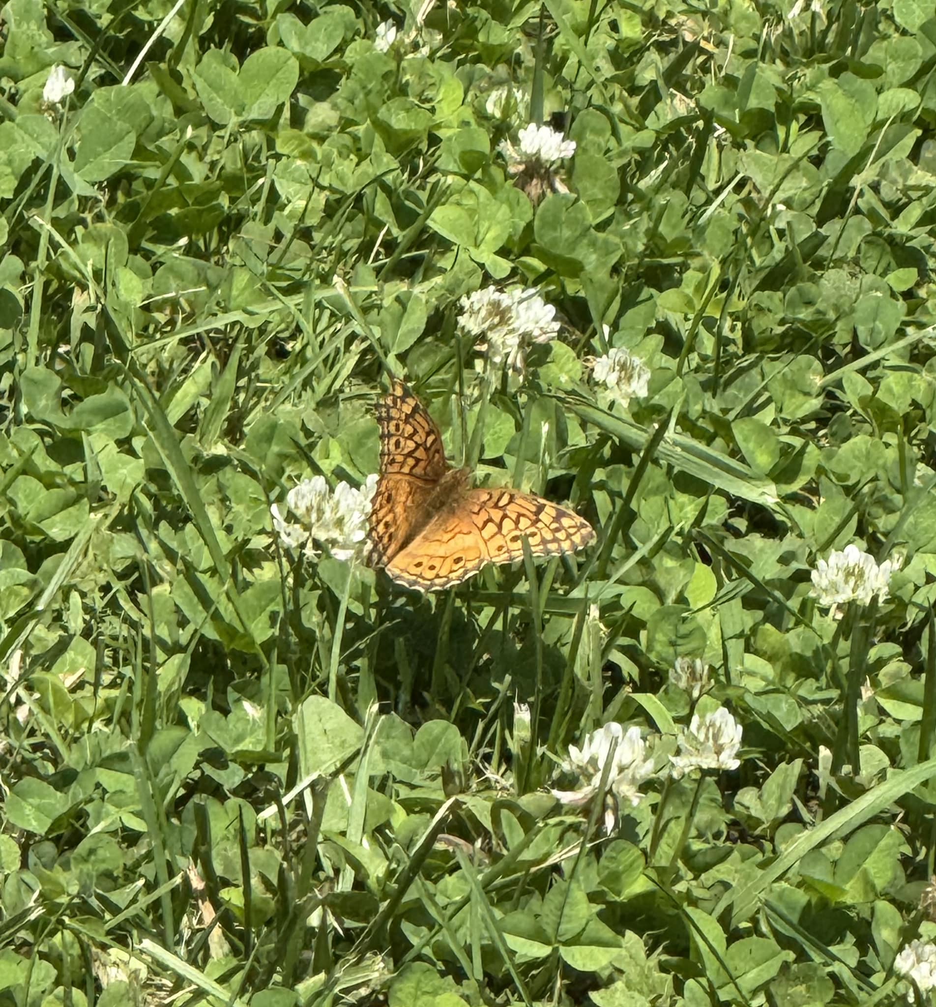 AAA Pest Control 506 Wilkesboro Blvd NE Suite 130, Lenoir North Carolina 28645