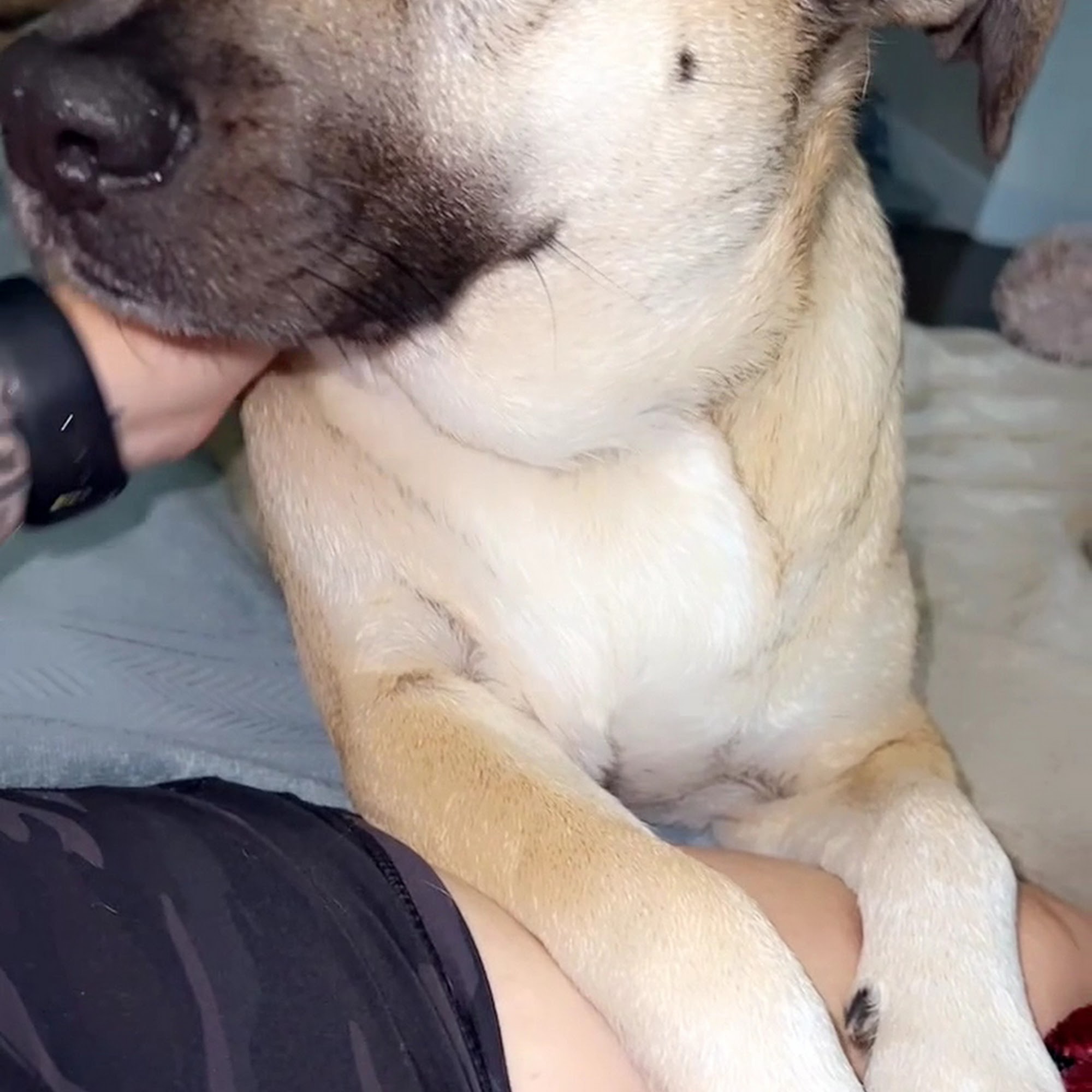 Shallowford Animal Hospital Lewisville