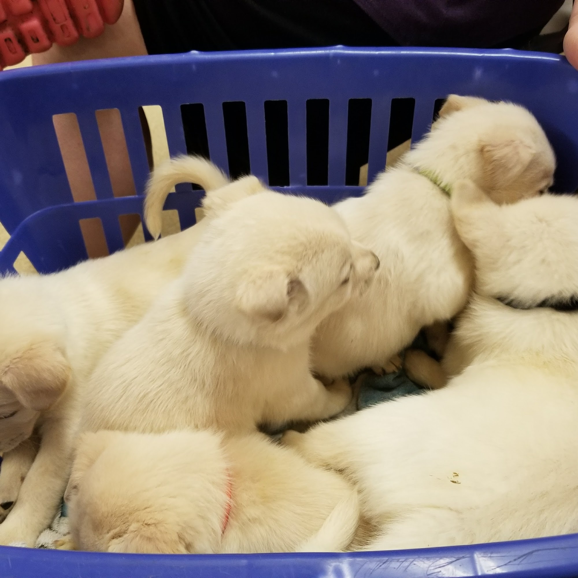 Davidson Animal Hospital Lexington