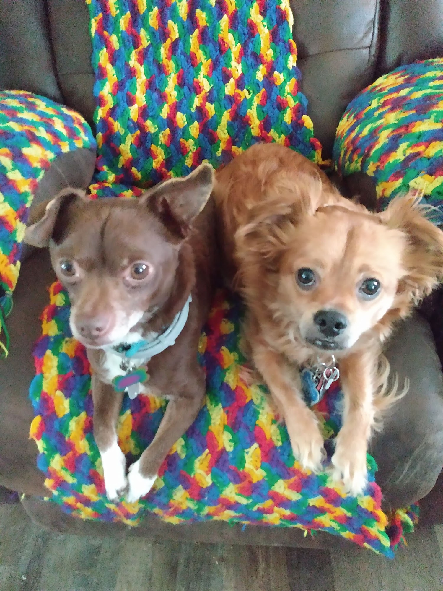 Davidson Animal Hospital Lexington