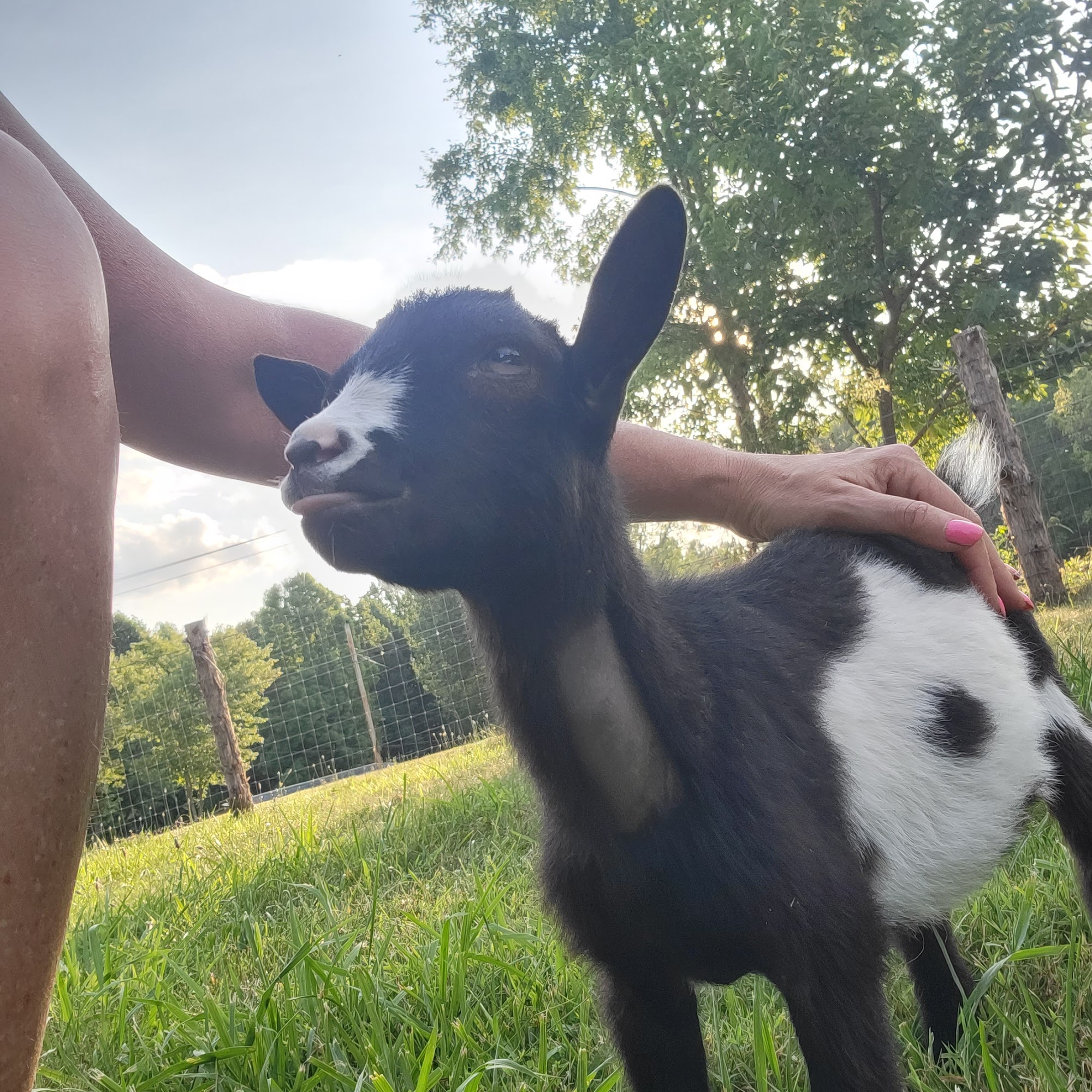 Lexington Large Animal Medicine & Surgery Lexington