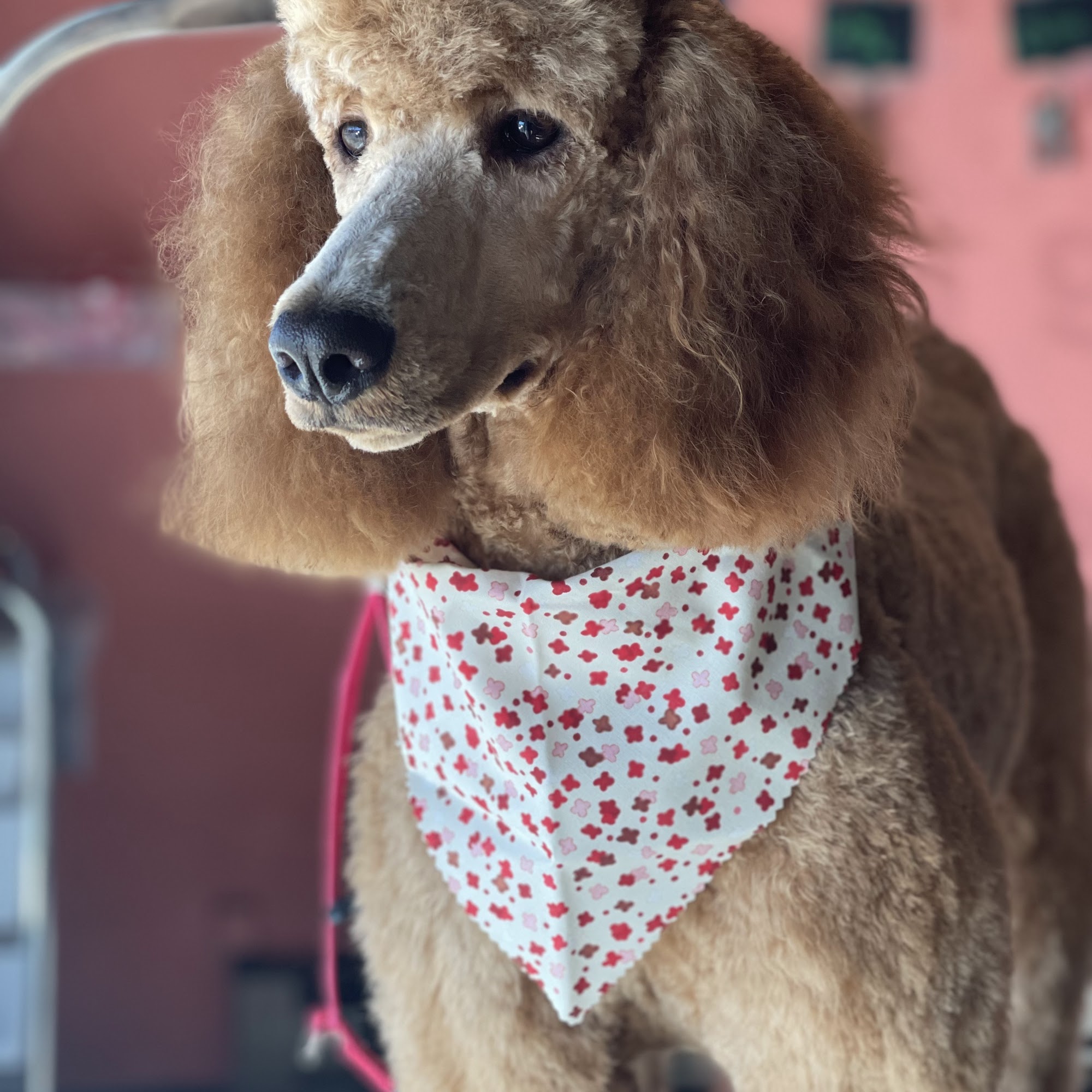 Clip'N Dip Dog Grooming Lexington