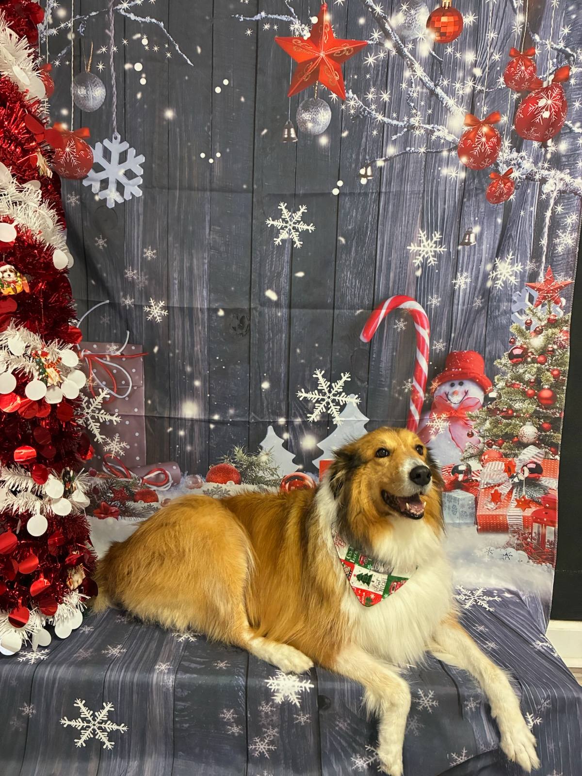 Fetch Petwash LLC Lexington