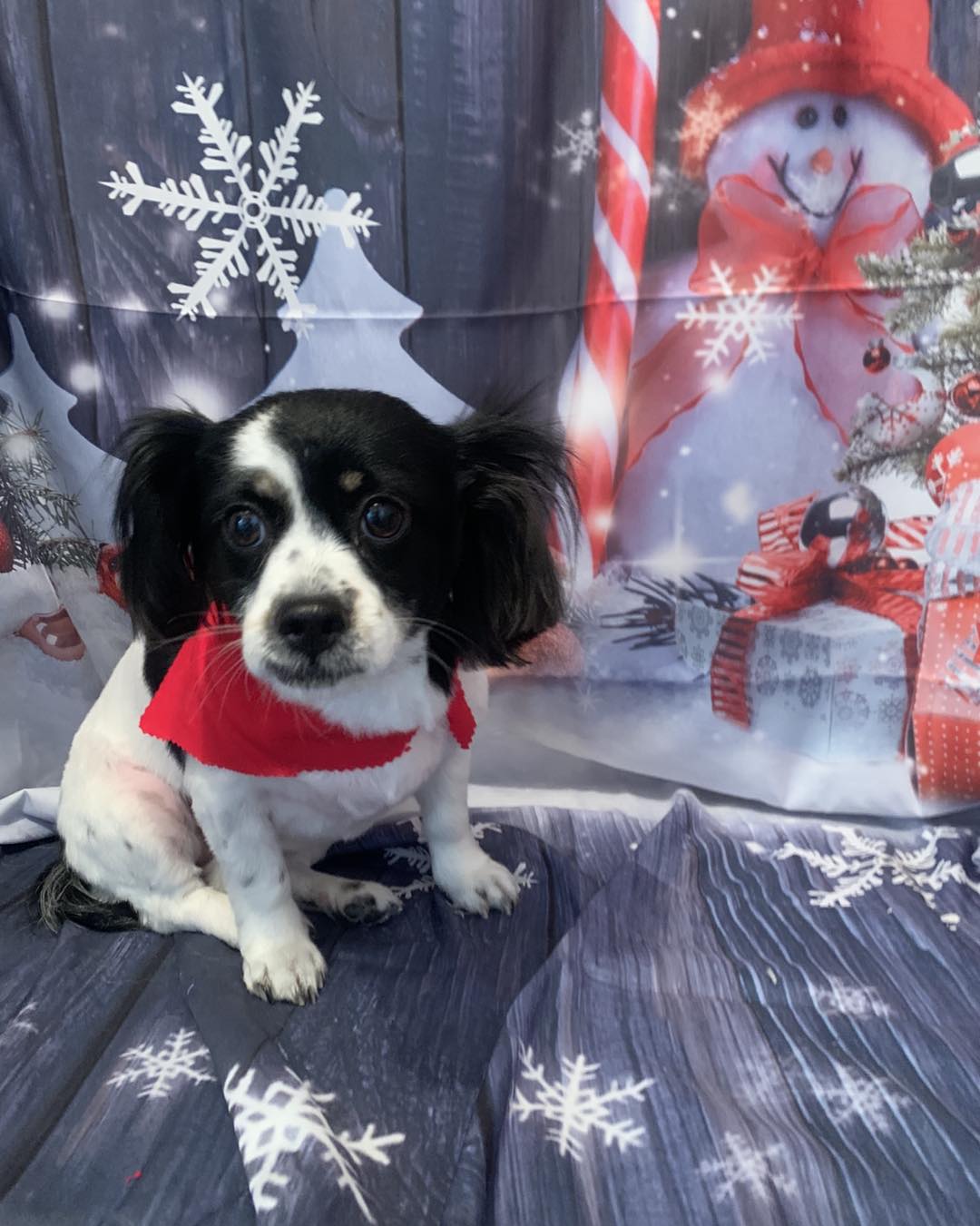 Fur-Ever Love Pet Boutique Lexington