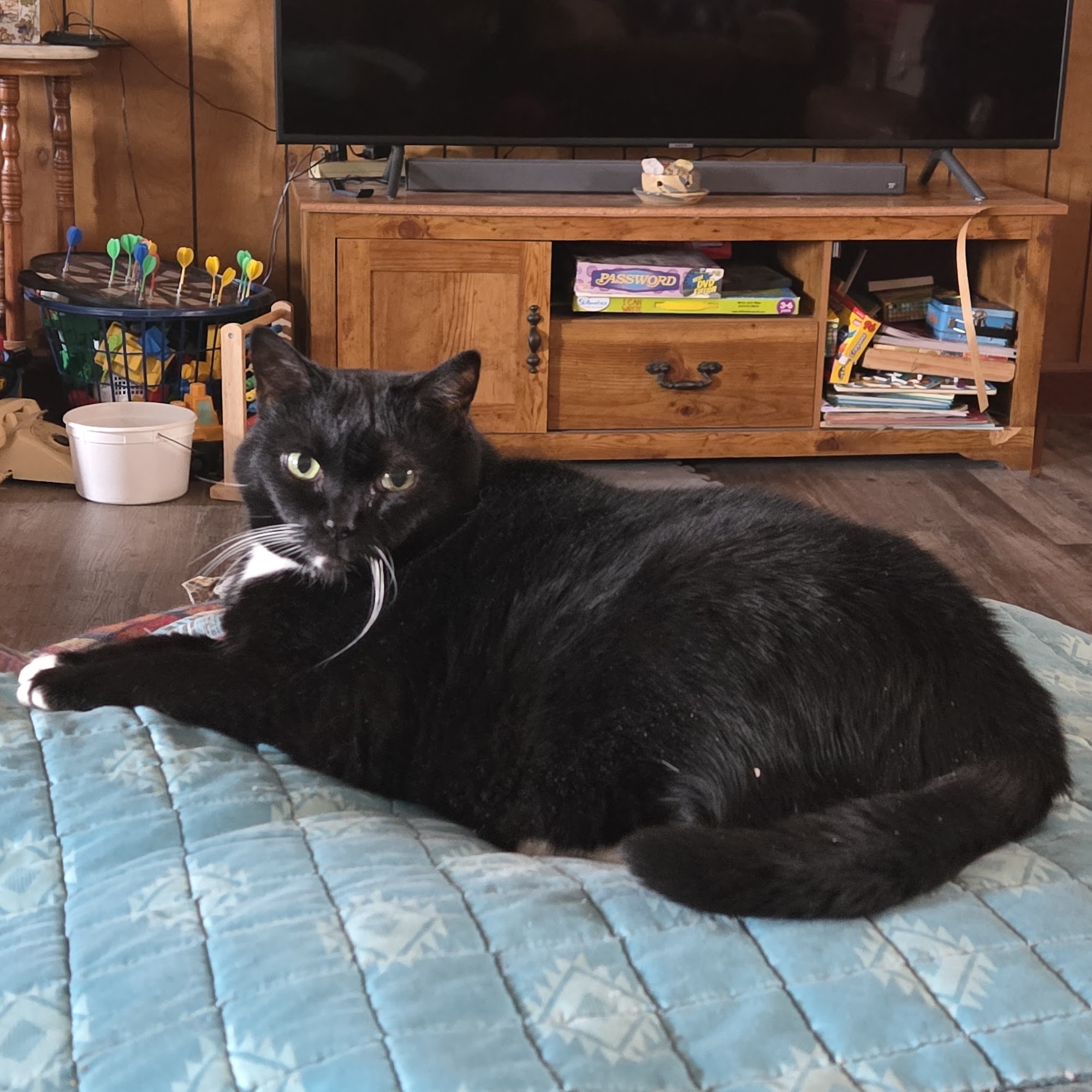 Lillington Veterinary Hospital Lillington